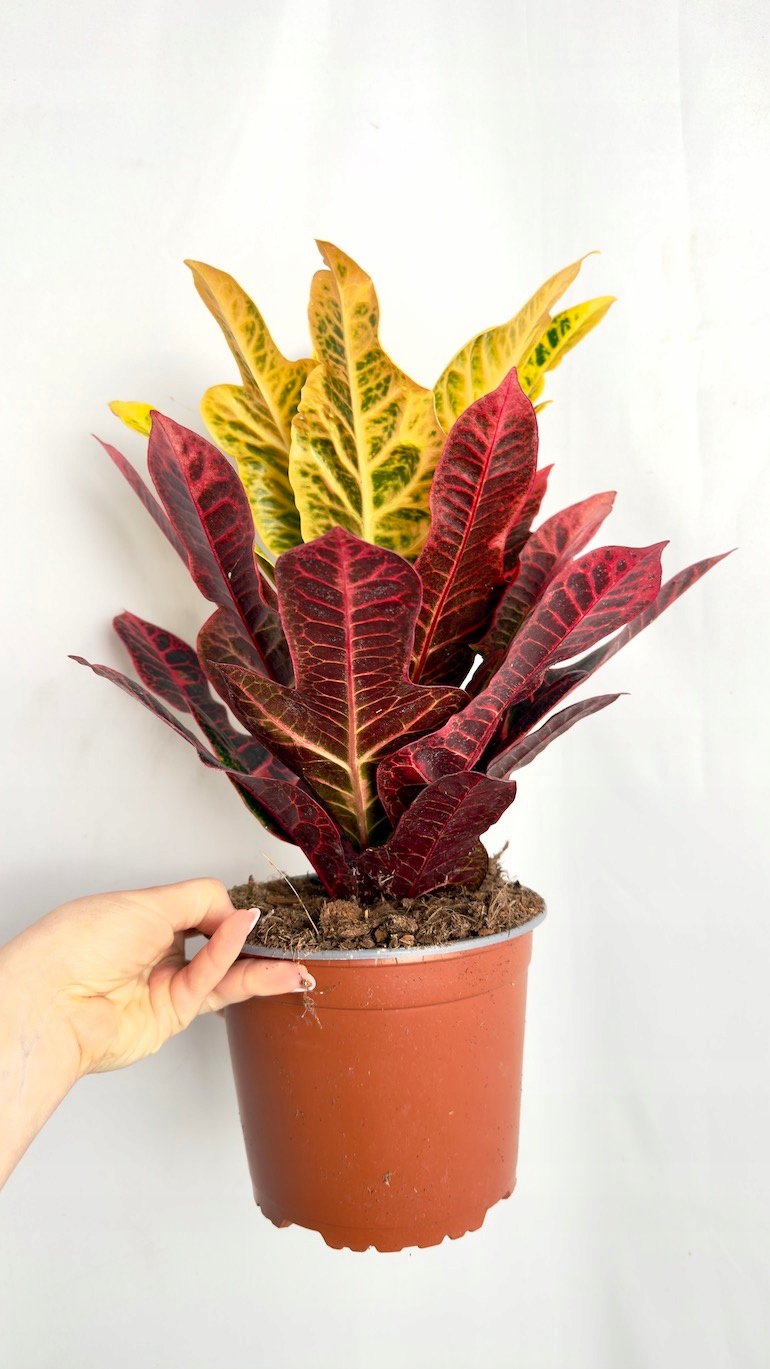 Codiaeum Excellent 17/40 cm