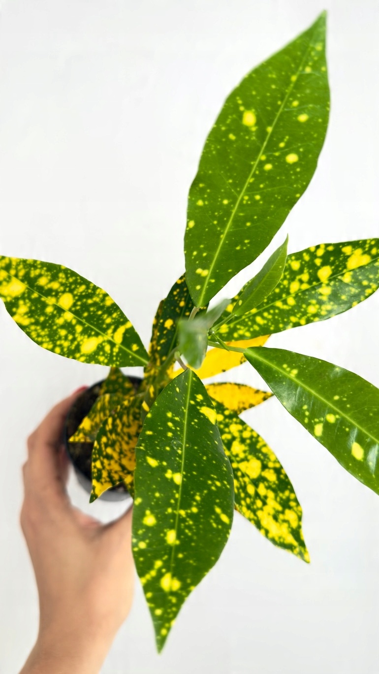 Codiaeum variegatum Sunny Star