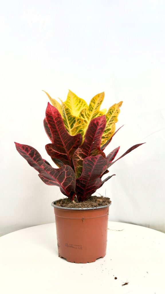 Codiaeum Excellent 17/50 cm o kolorowych, wyrazistych liściach w doniczce