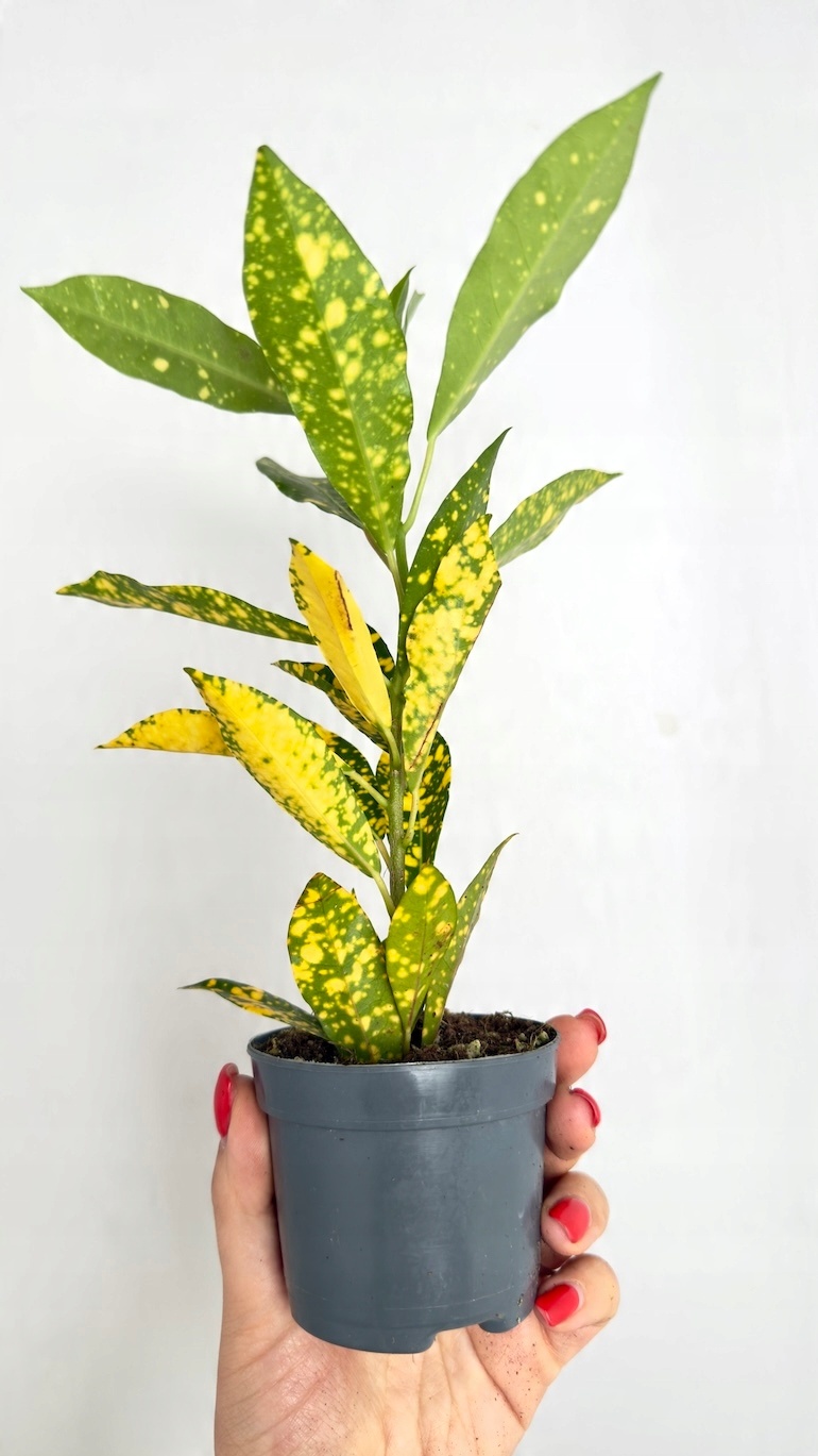 Codiaeum variegatum Sunny Star
