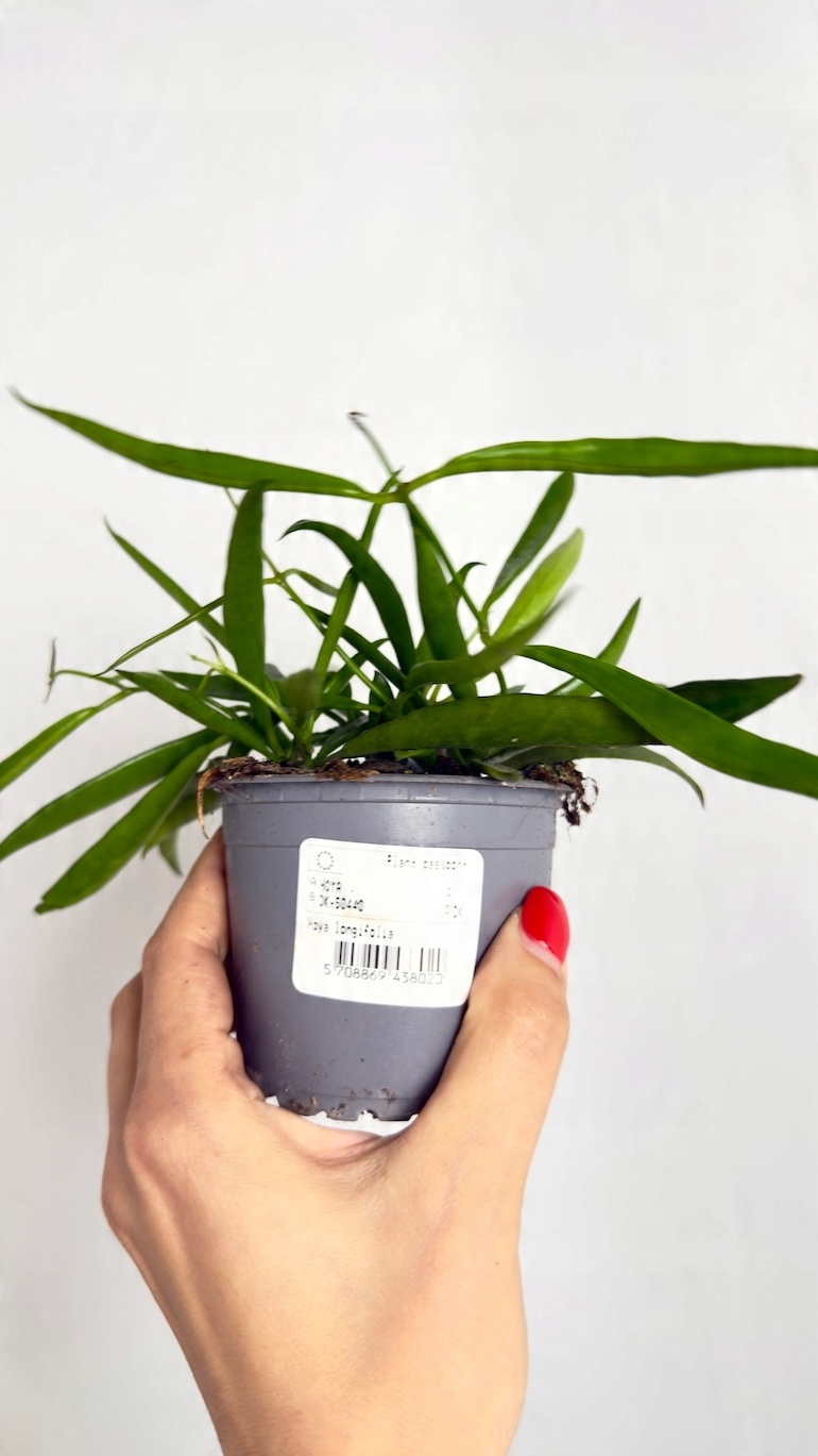 Hoya longifolia