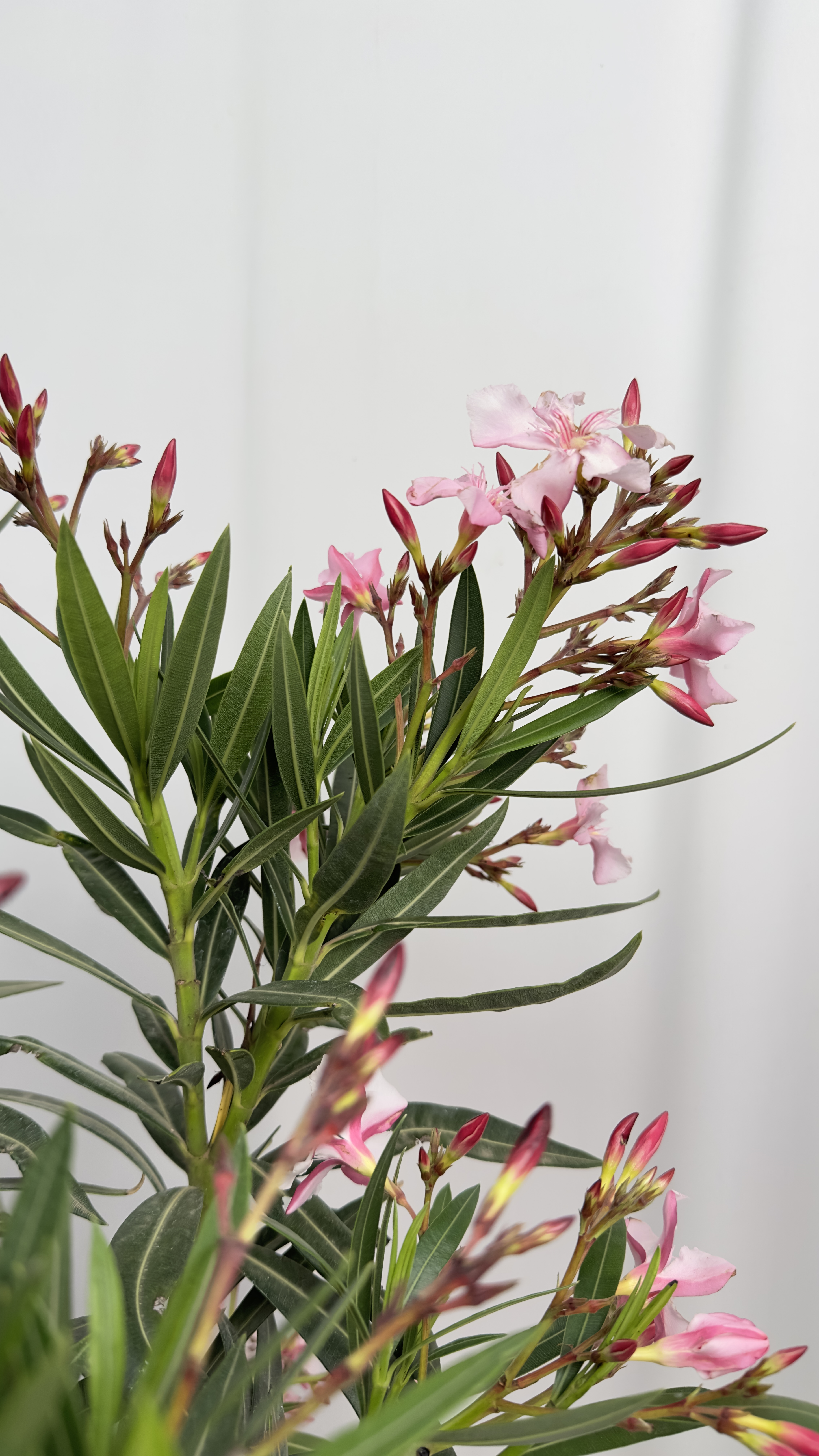 Oleander 3 kolory