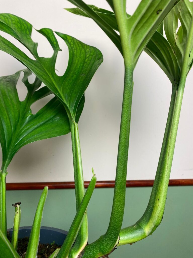 Monstera pinnatipartita