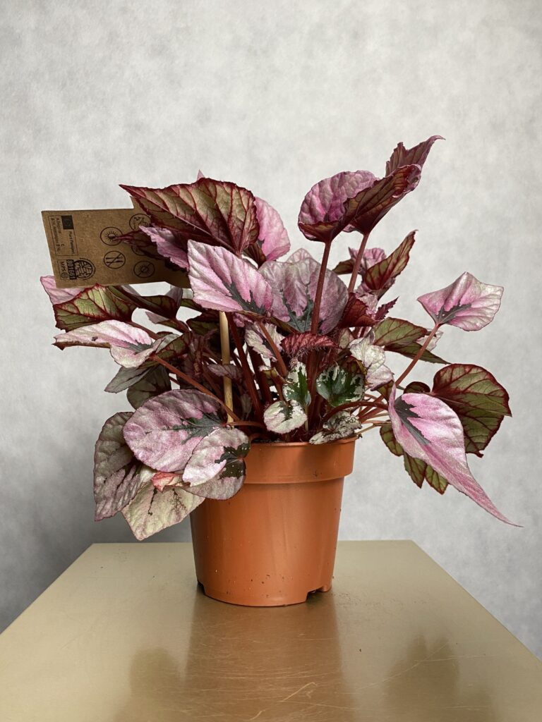Begonia Indian summer