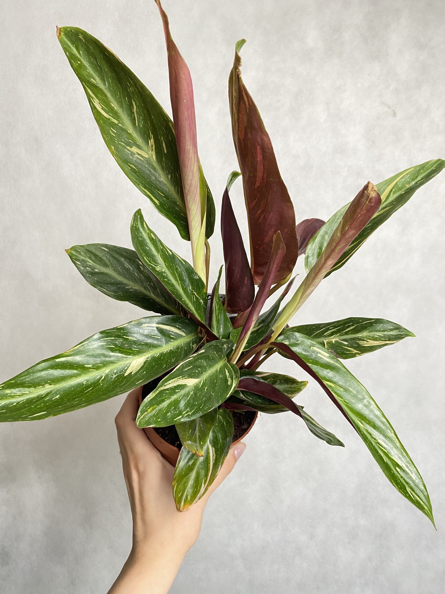 Calathea Star White
