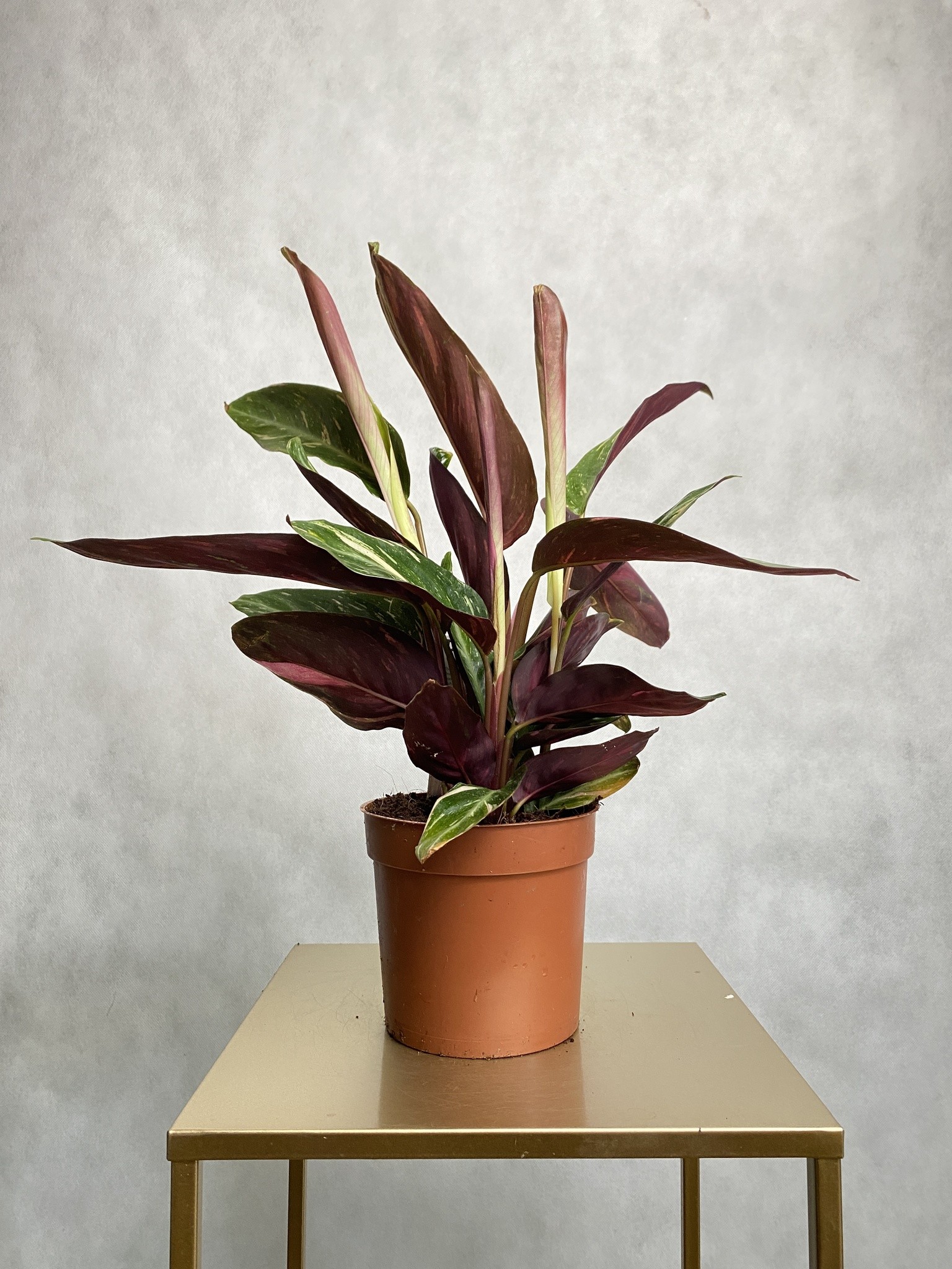 Calathea Star White
