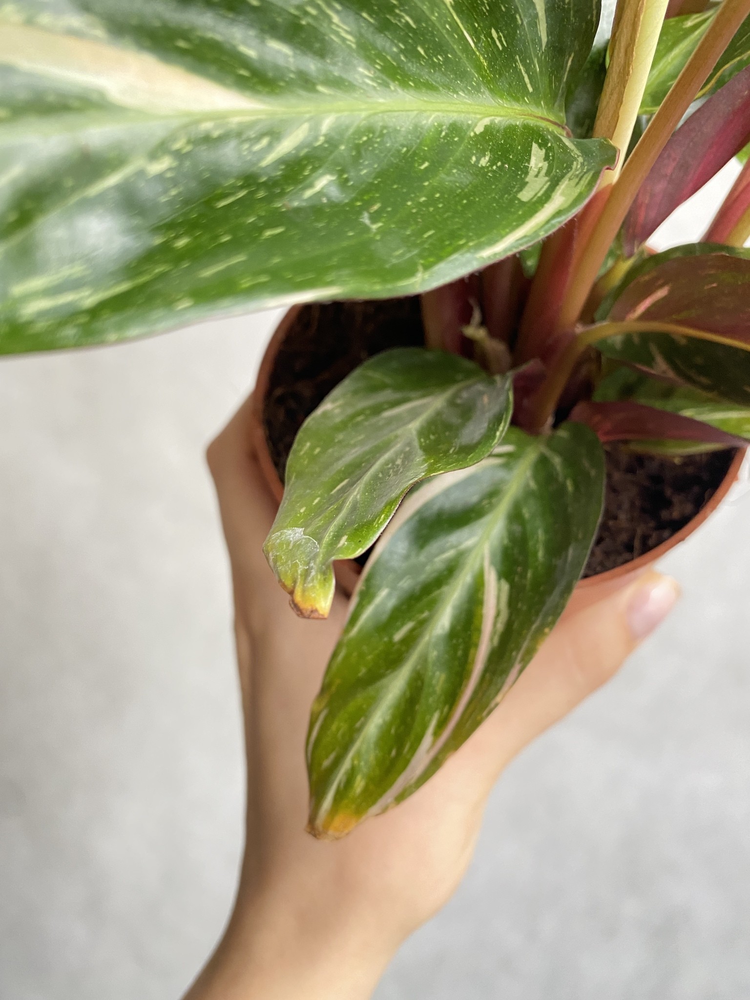 Calathea Star White