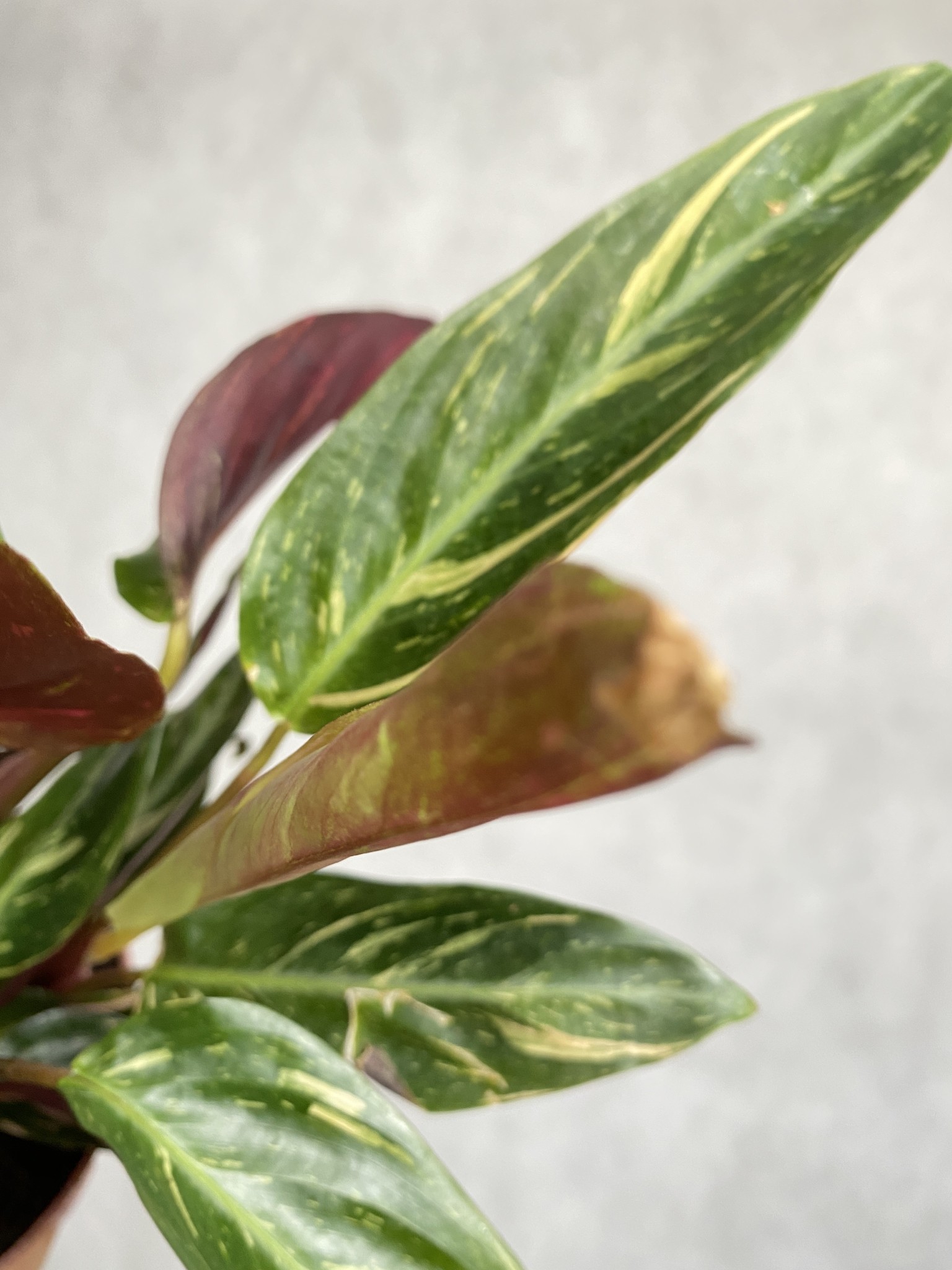 Calathea Star White