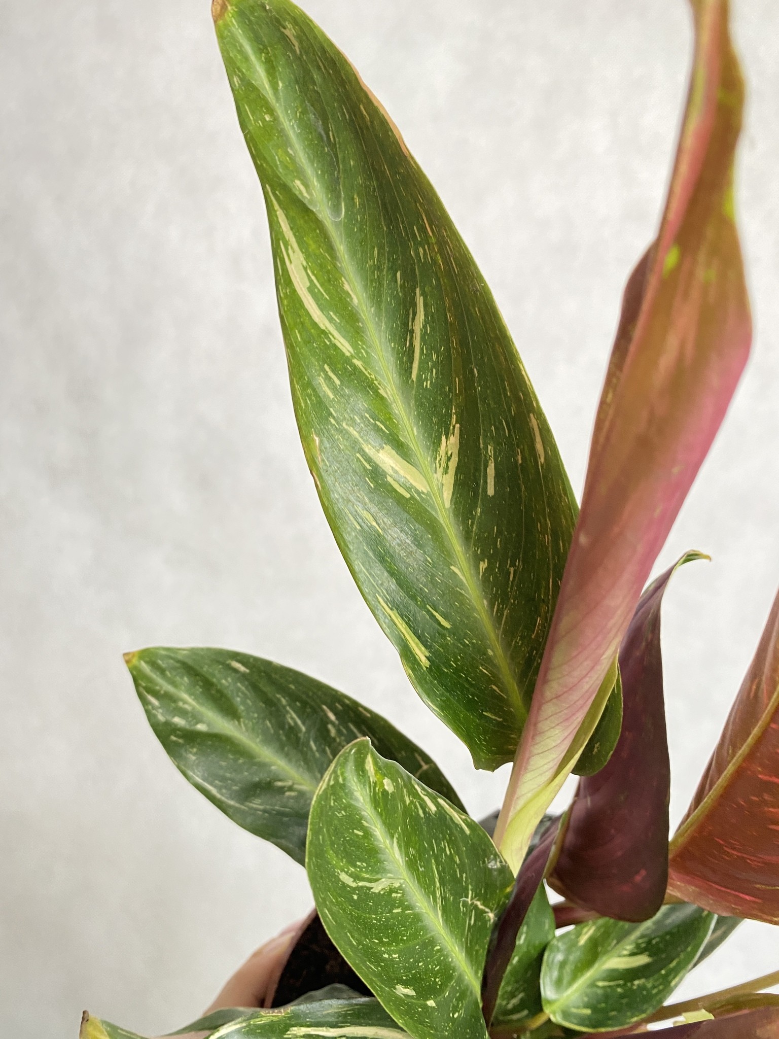 Calathea Star White