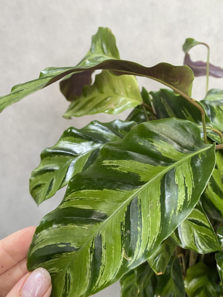 Calathea Hybryda Albertii i Louise