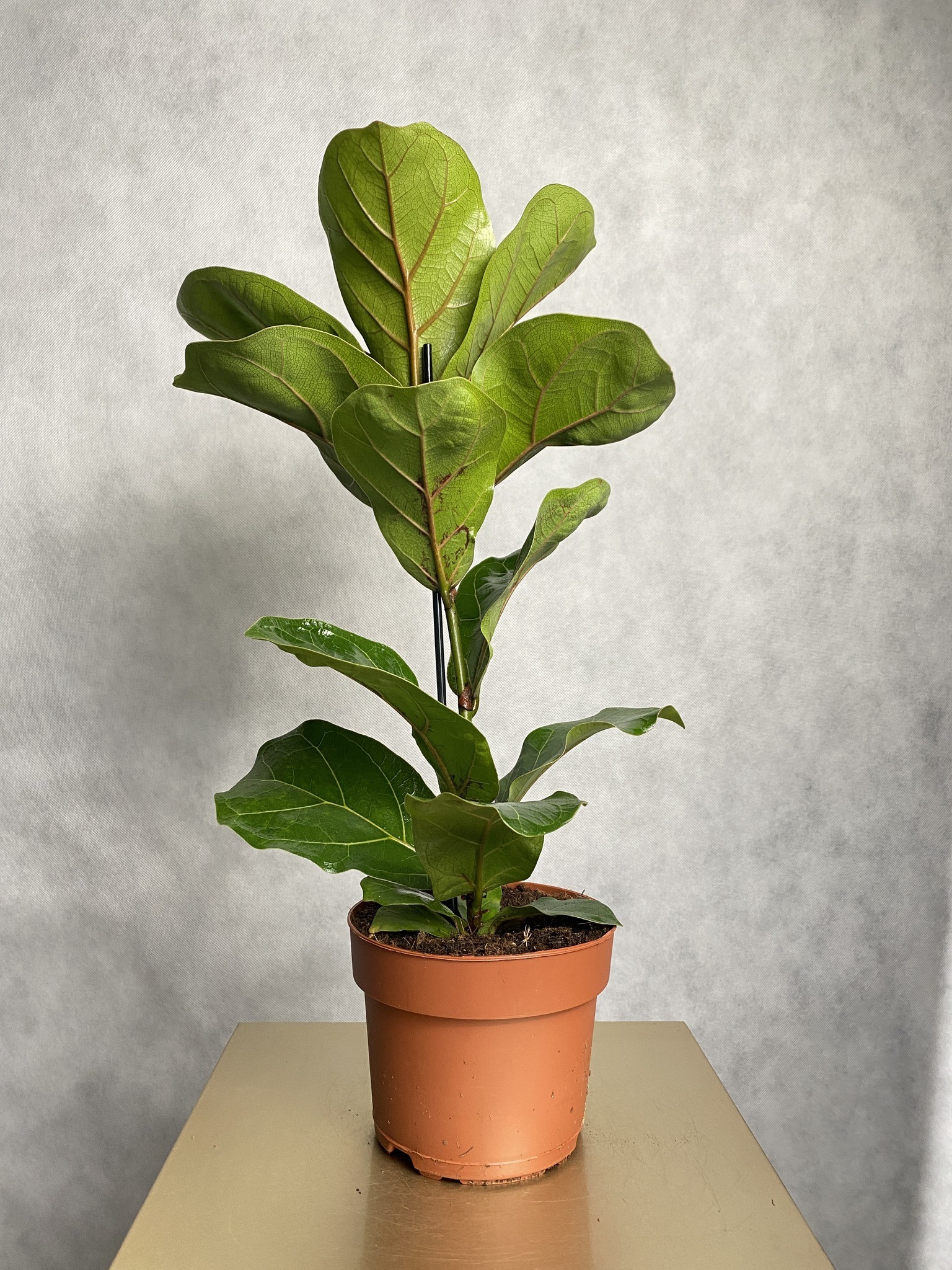 Ficus (fikus) lyrata Bambino Dębolistny