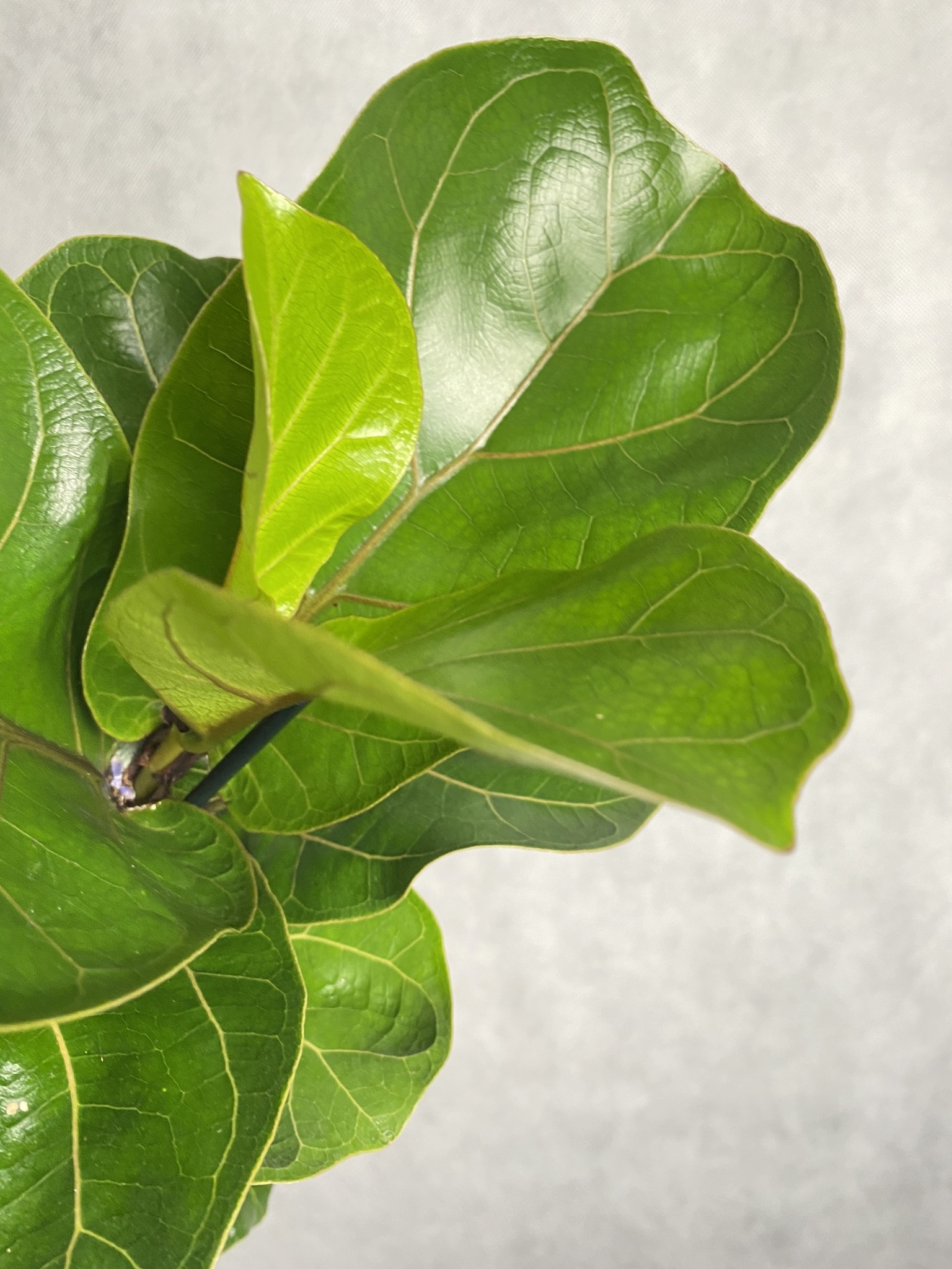 Ficus (fikus) lyrata Bambino Dębolistny