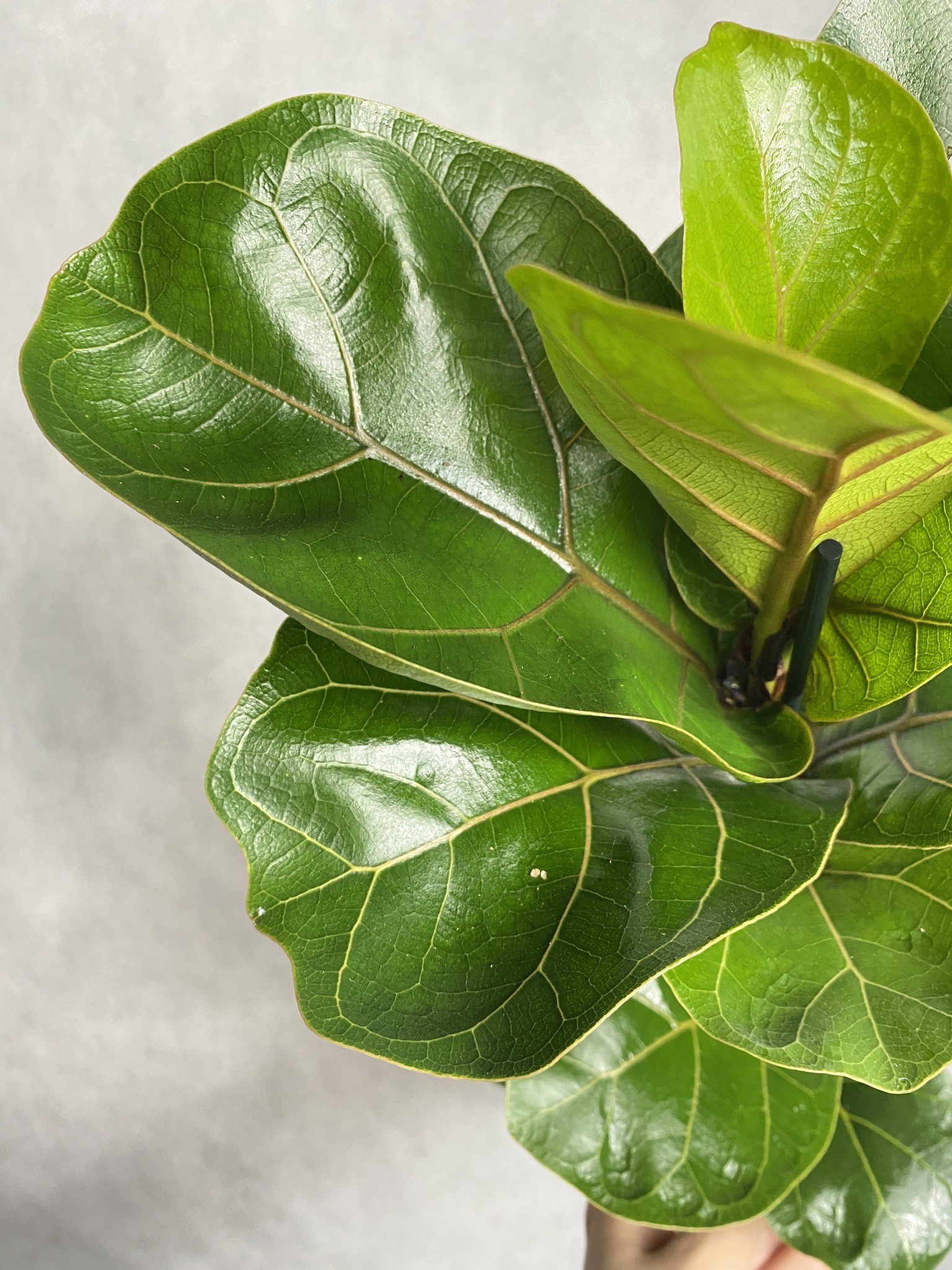 Ficus (fikus) lyrata Bambino Dębolistny