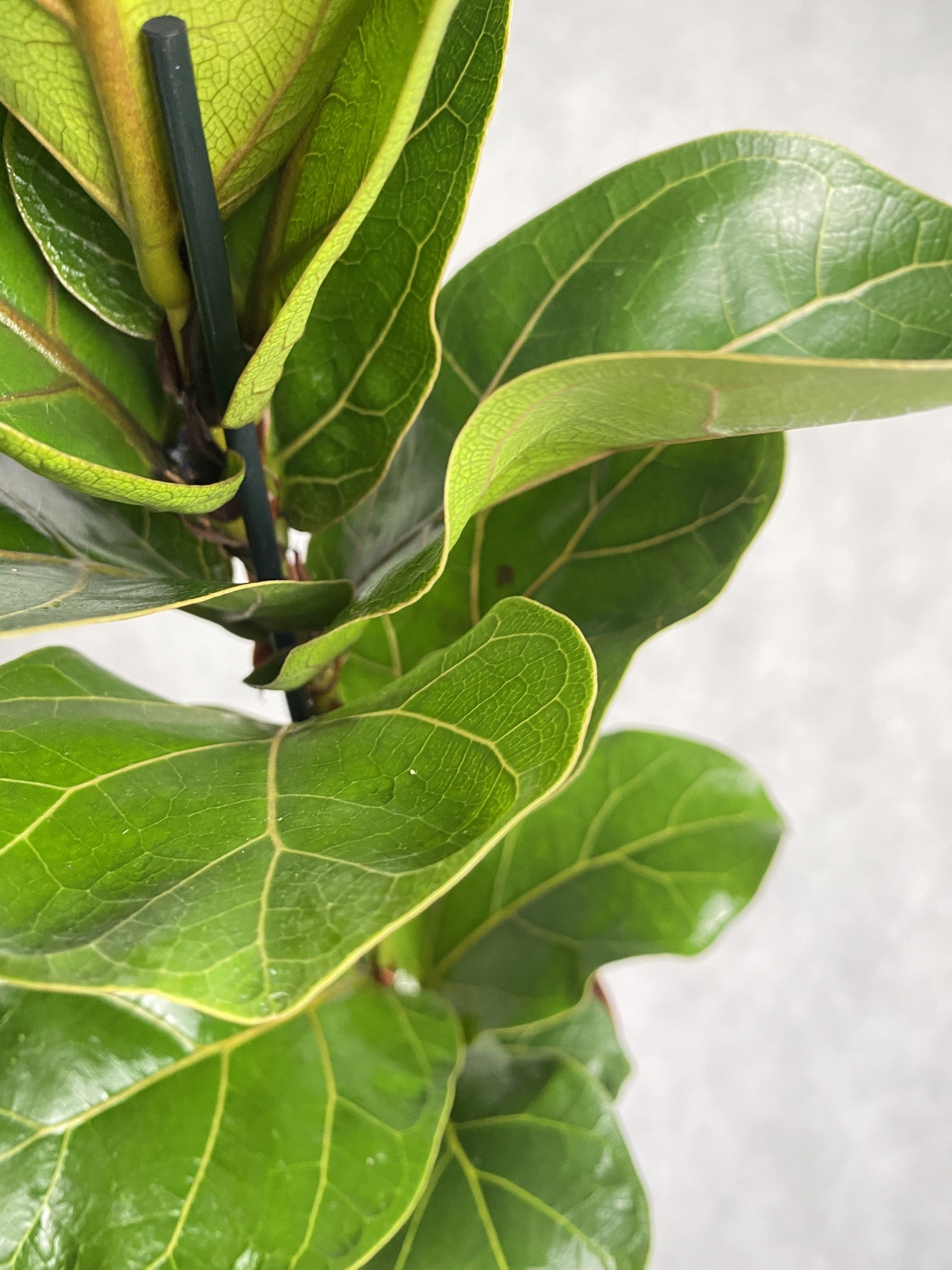 Ficus (fikus) lyrata Bambino Dębolistny