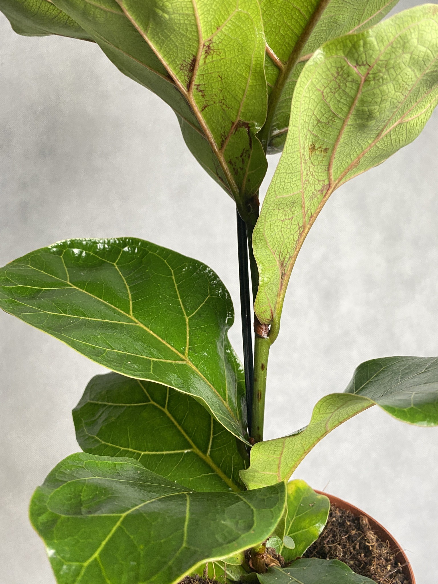 Ficus (fikus) lyrata Bambino Dębolistny