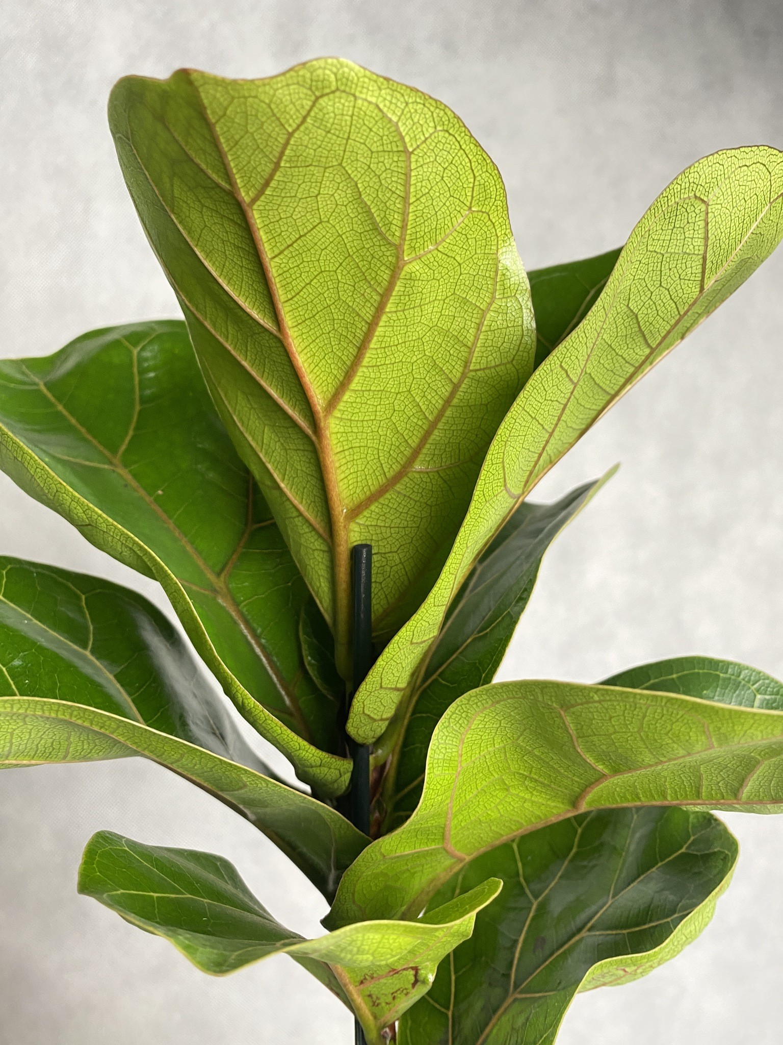 Ficus (fikus) lyrata Bambino Dębolistny