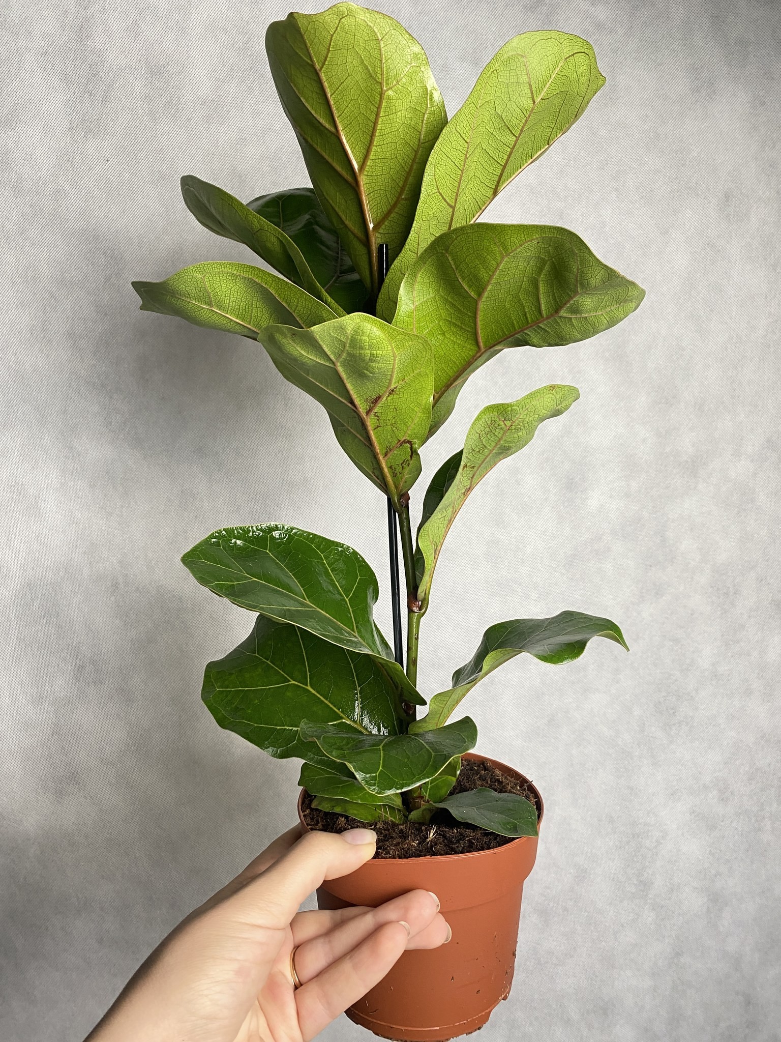 Ficus (fikus) lyrata Bambino Dębolistny