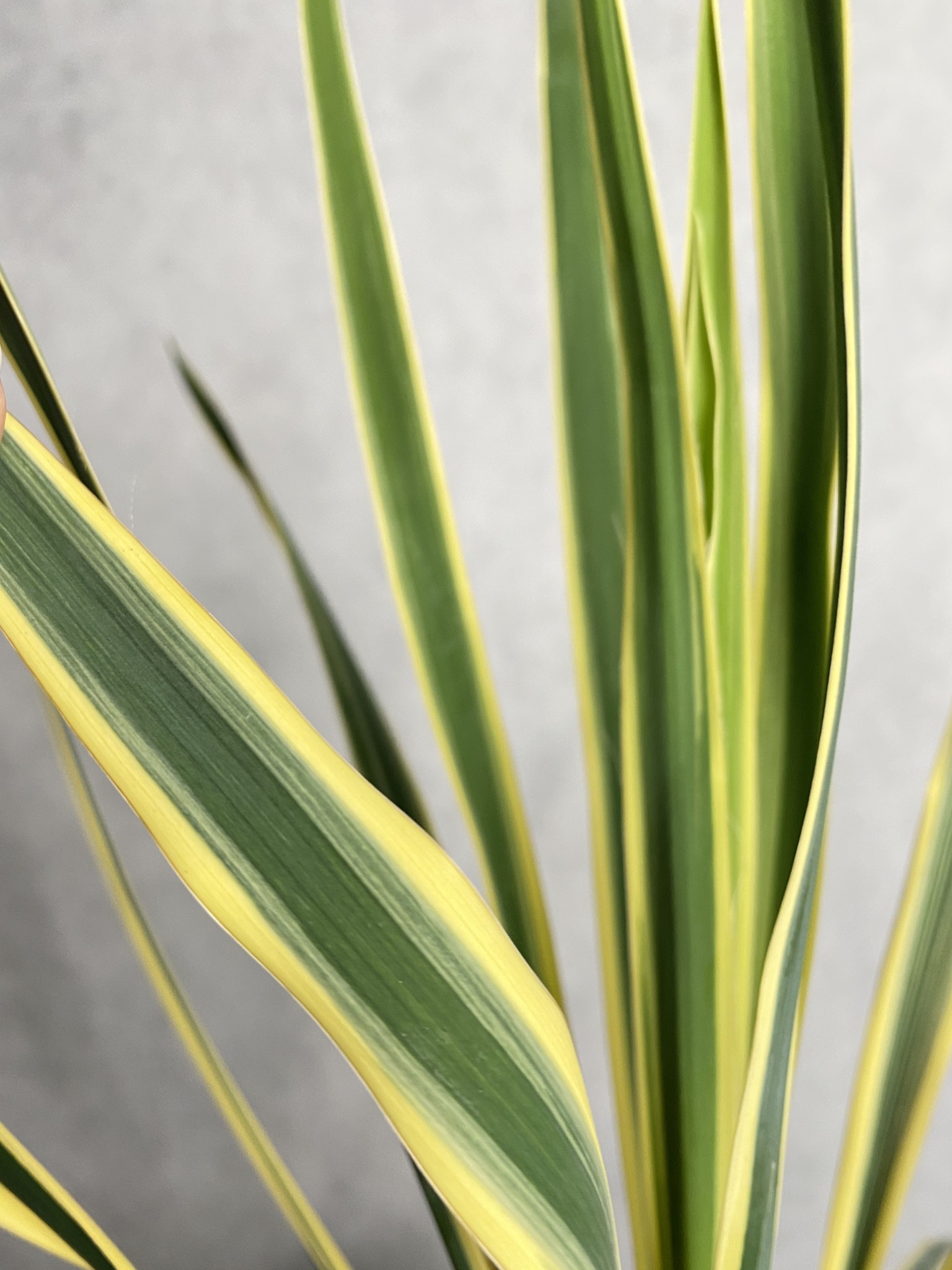 Yucca (Juka) filamentosa Bright Edge