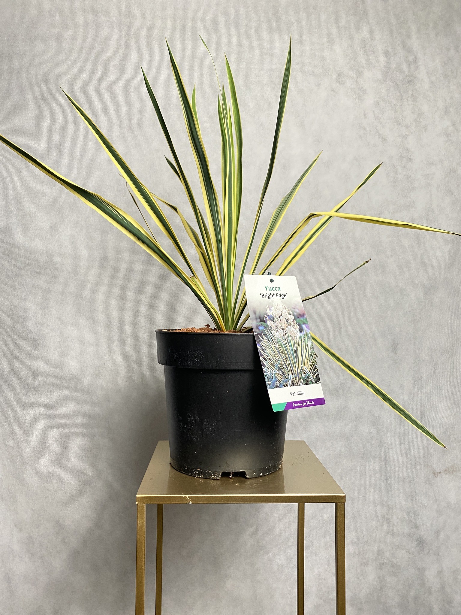 Yucca (Juka) filamentosa Bright Edge