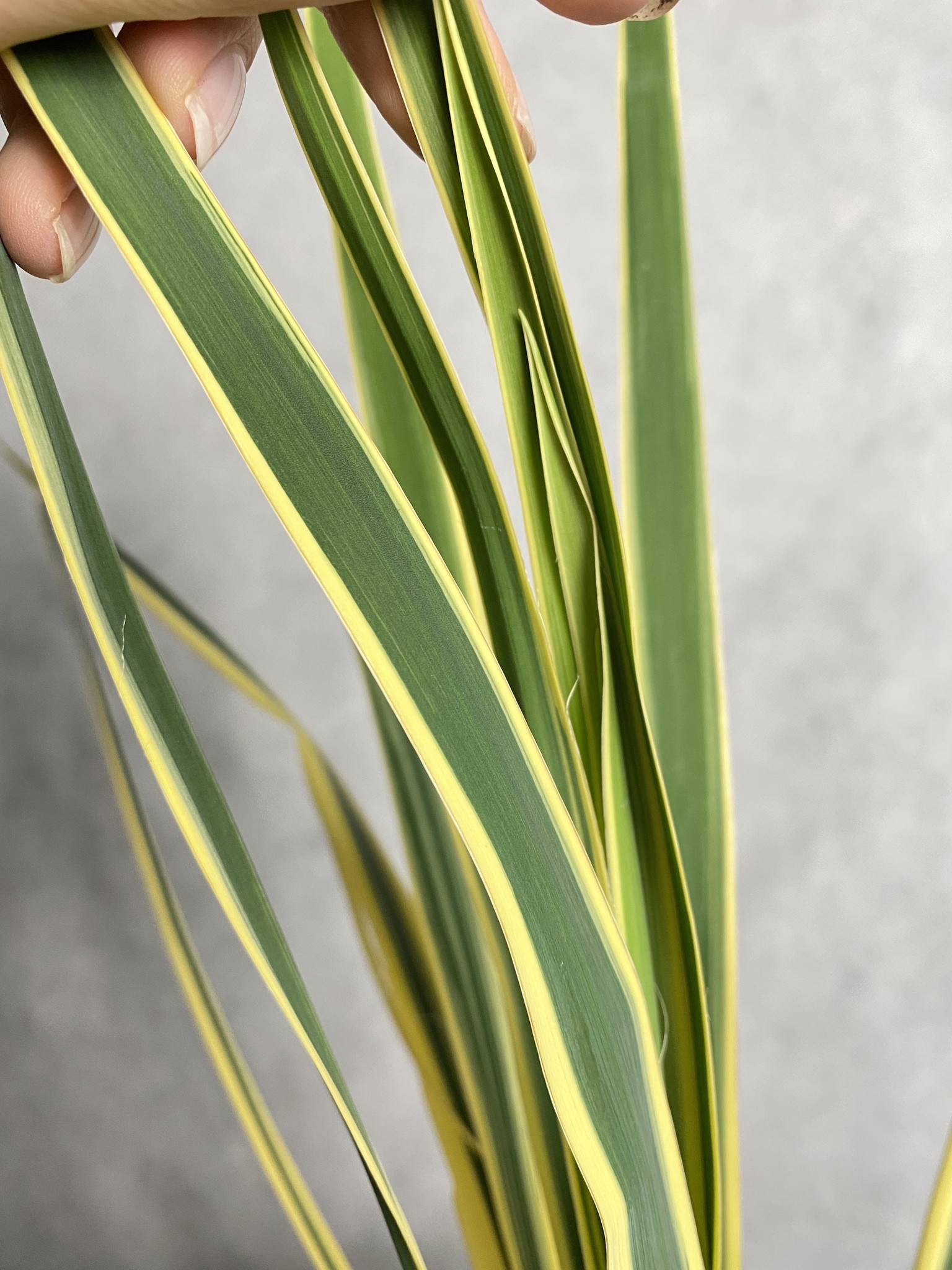 Yucca (Juka) filamentosa Bright Edge