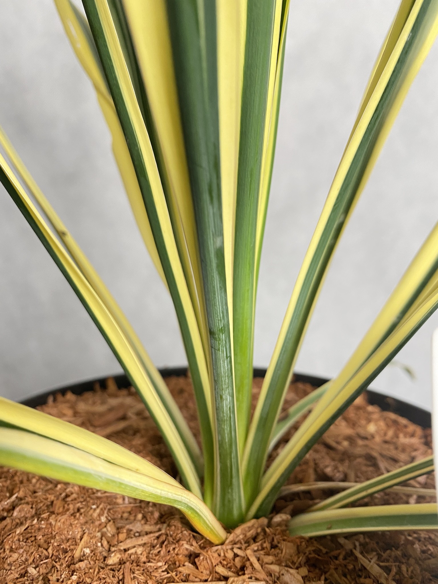 Yucca (Juka) filamentosa Bright Edge