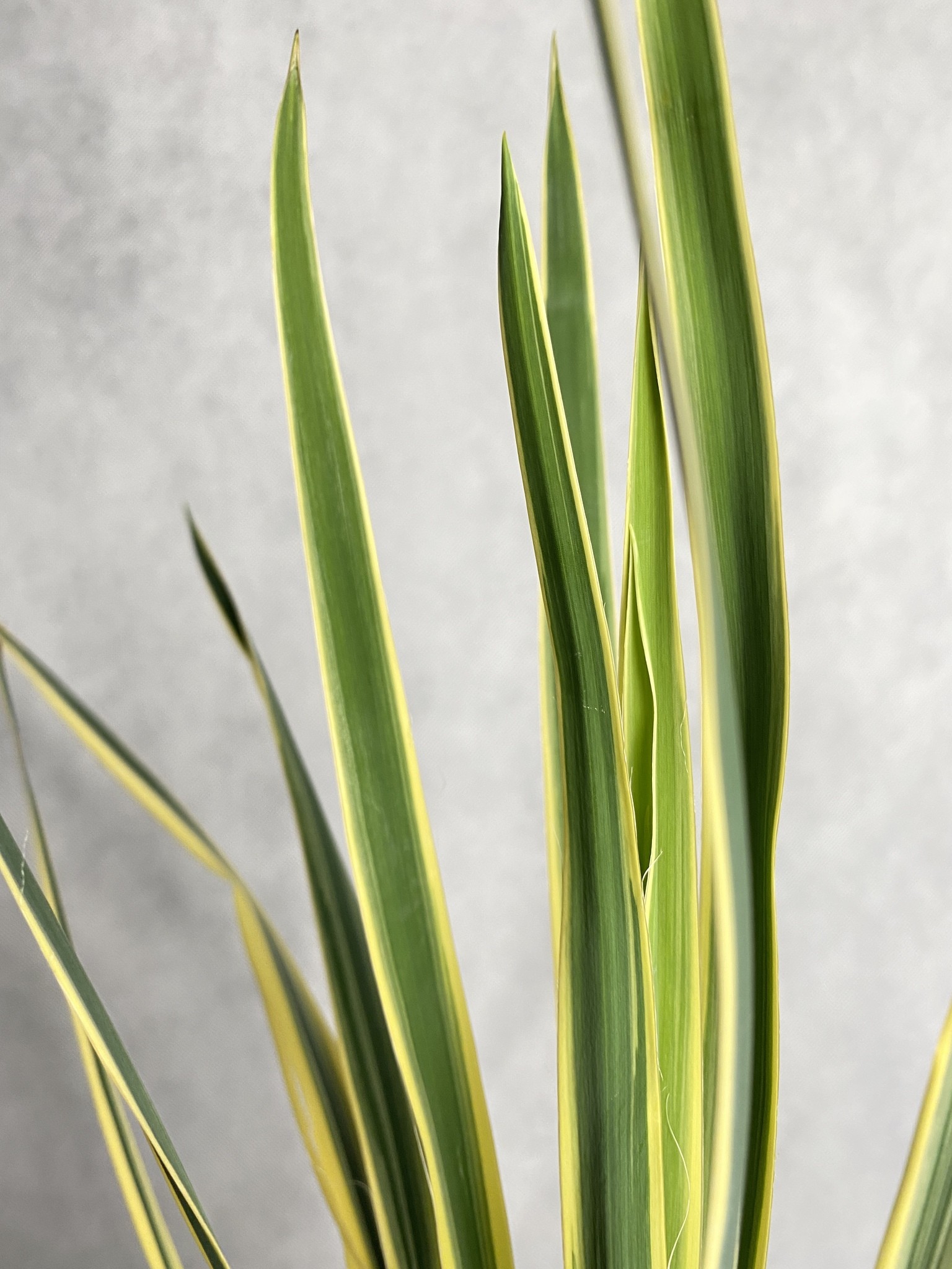 Yucca (Juka) filamentosa Bright Edge