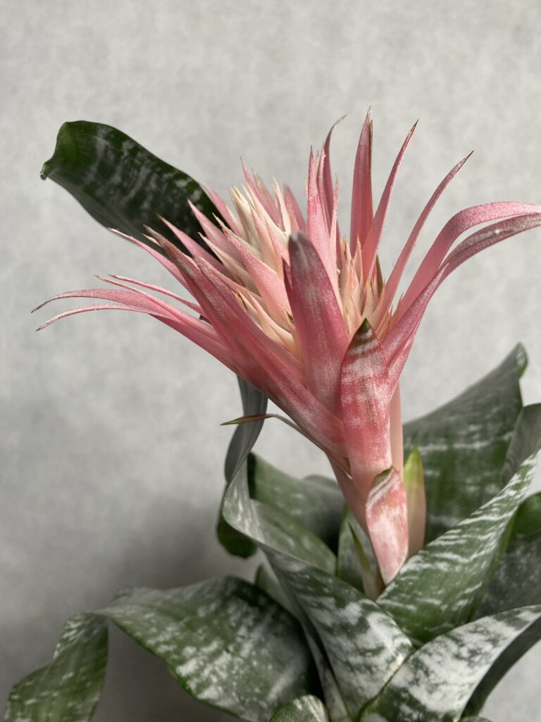 Aechmea różowa
