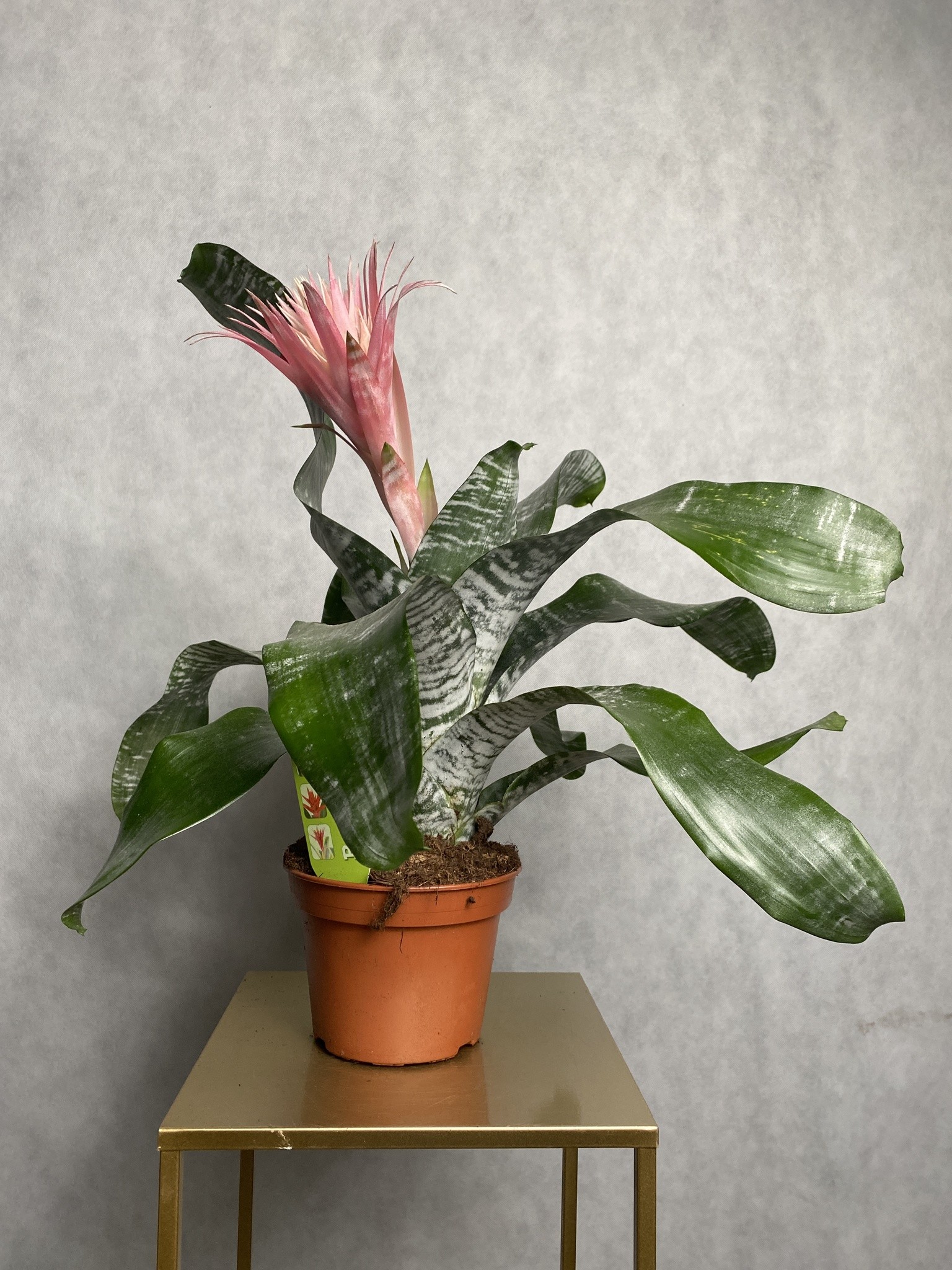 Aechmea Fasciata