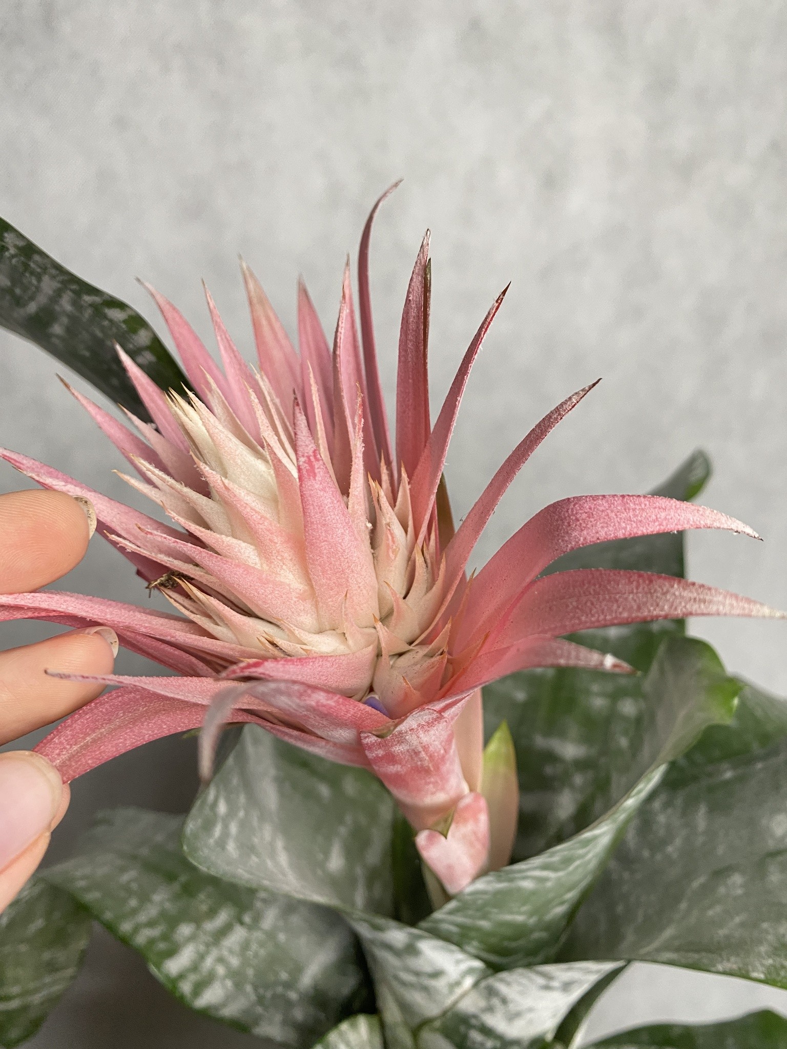 Aechmea Fasciata