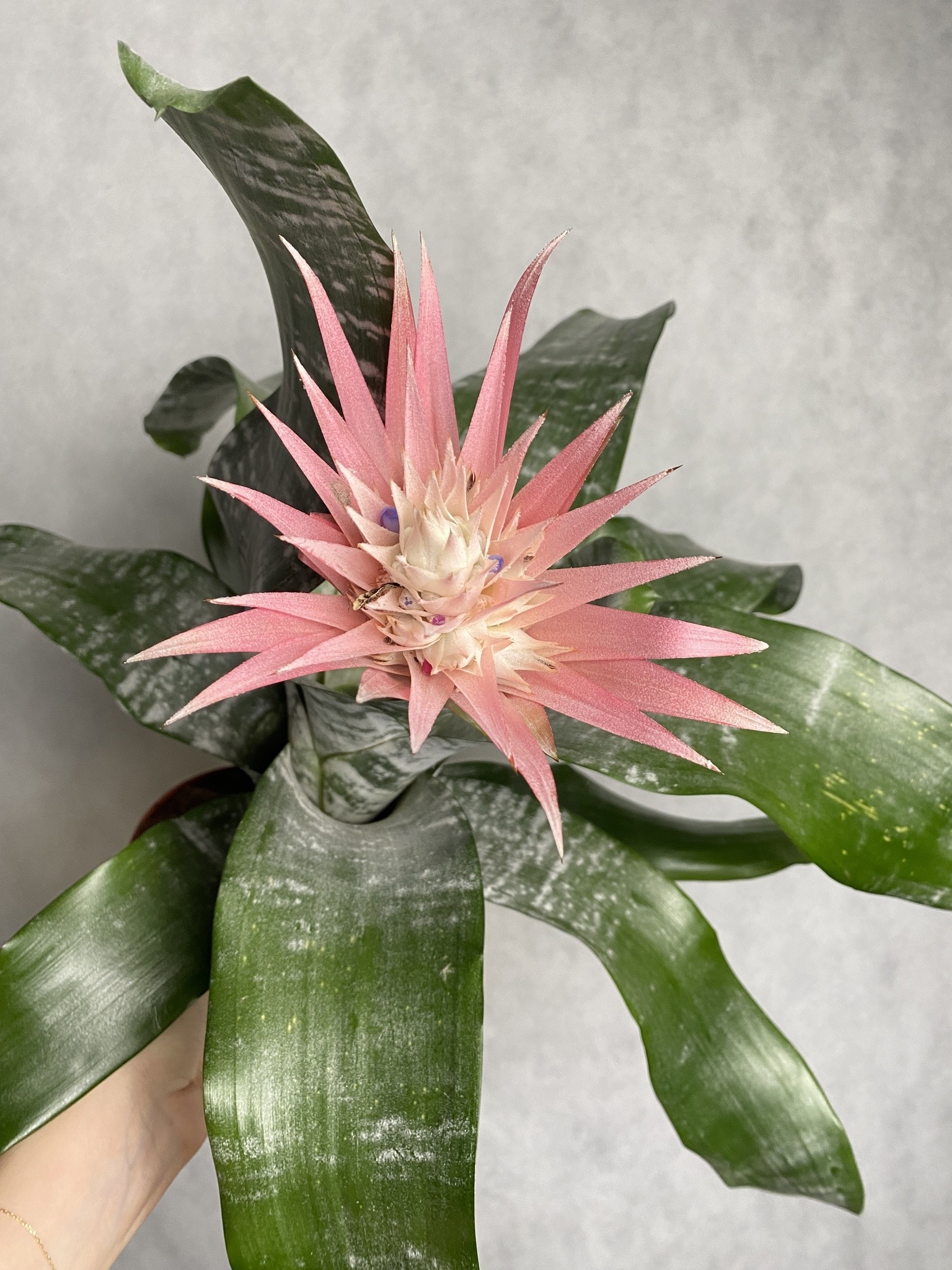 Aechmea Fasciata