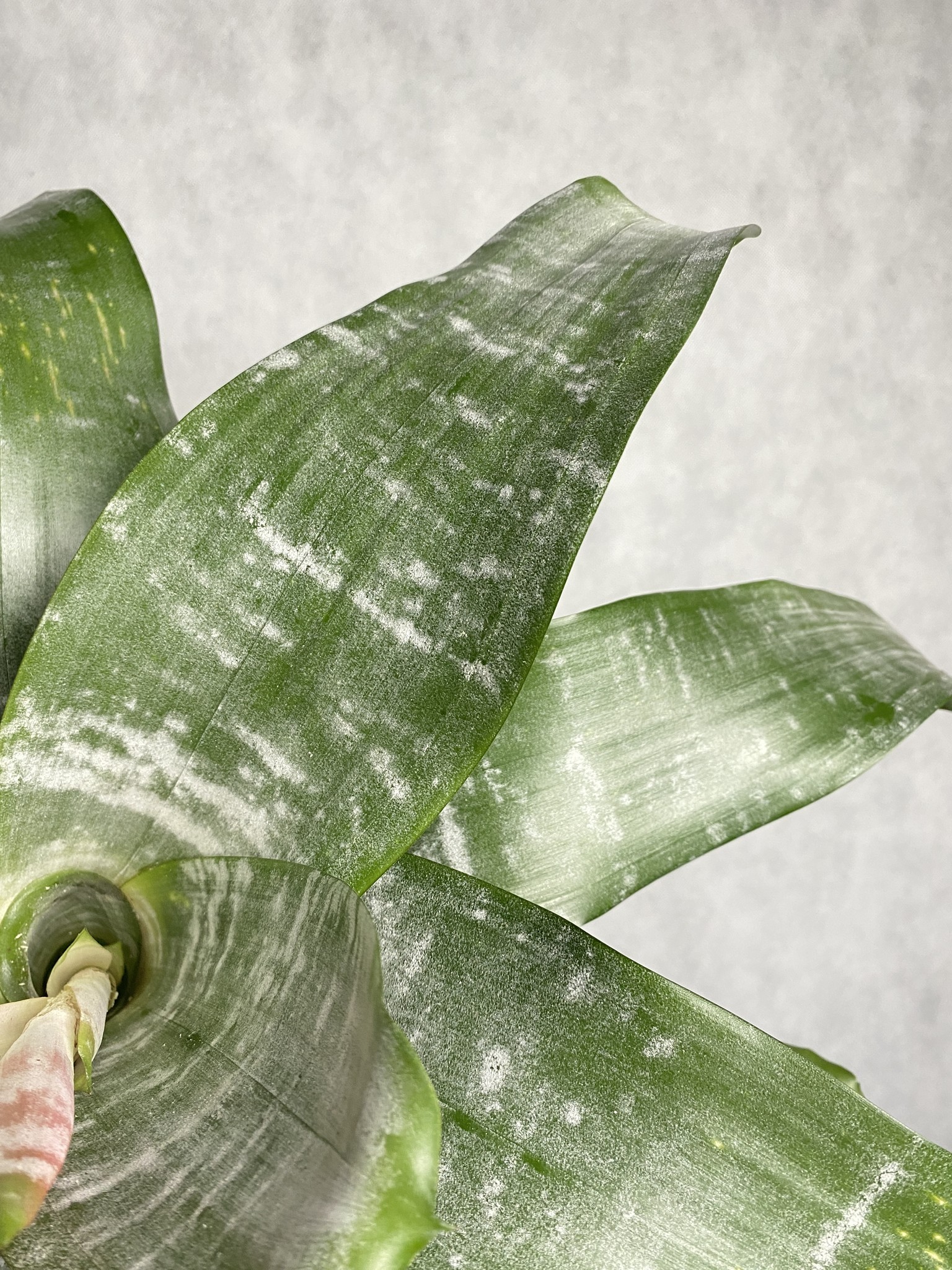 Aechmea Fasciata