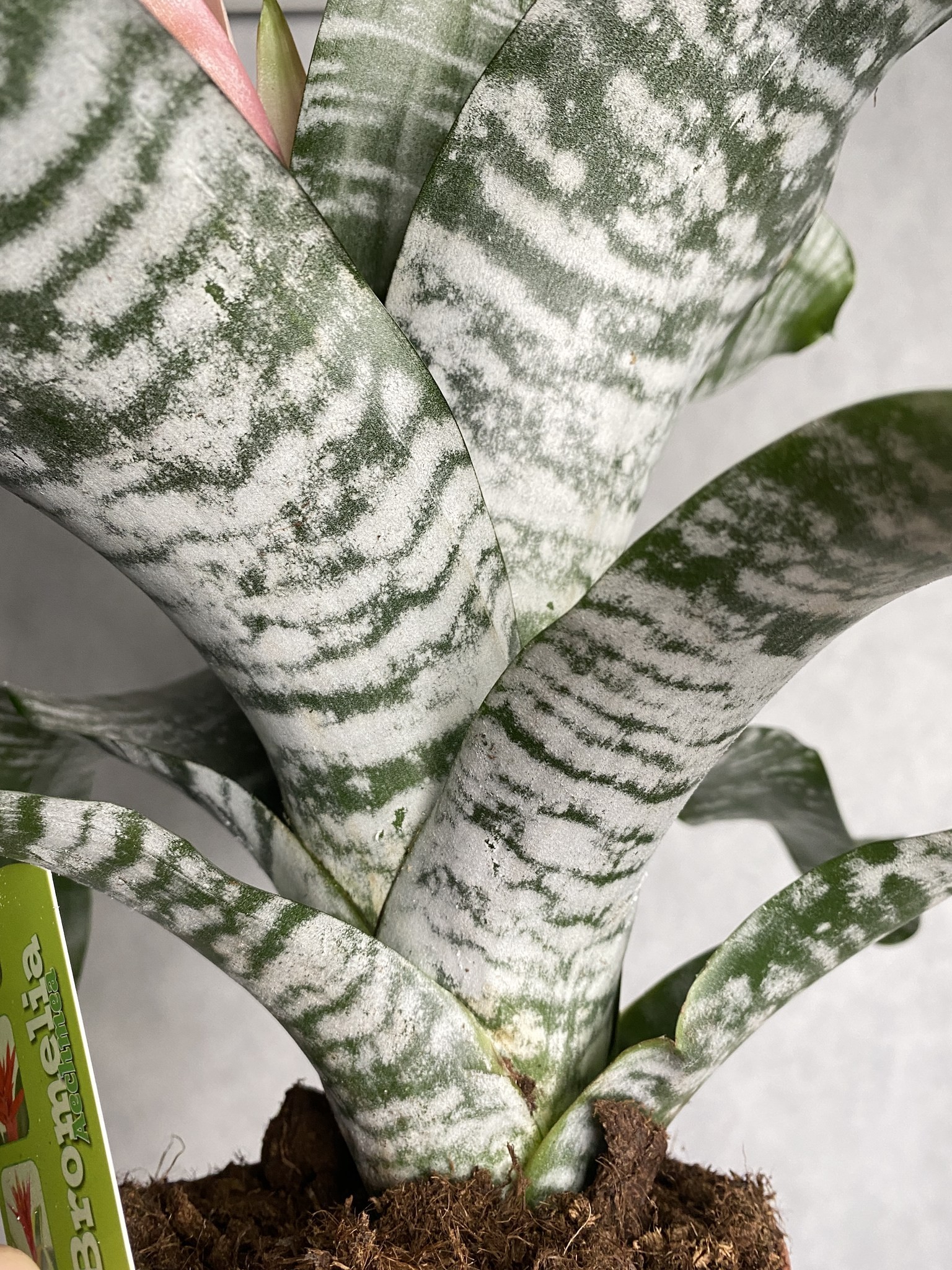 Aechmea Fasciata