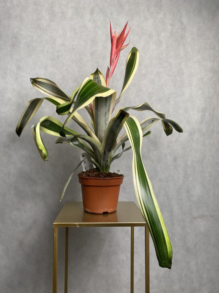 Ananas (aechmea) czerwony