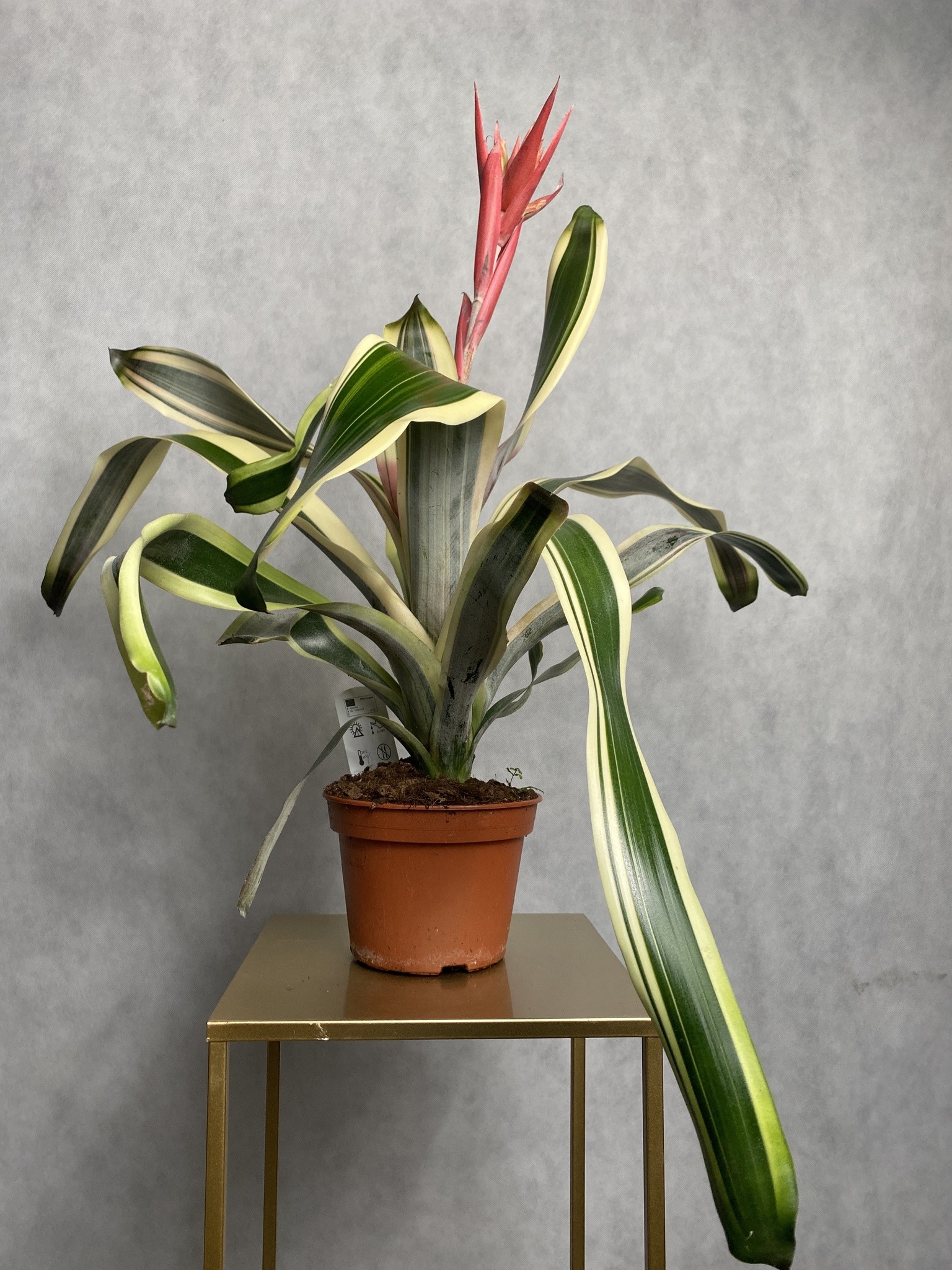 Ananas (aechmea) czerwony