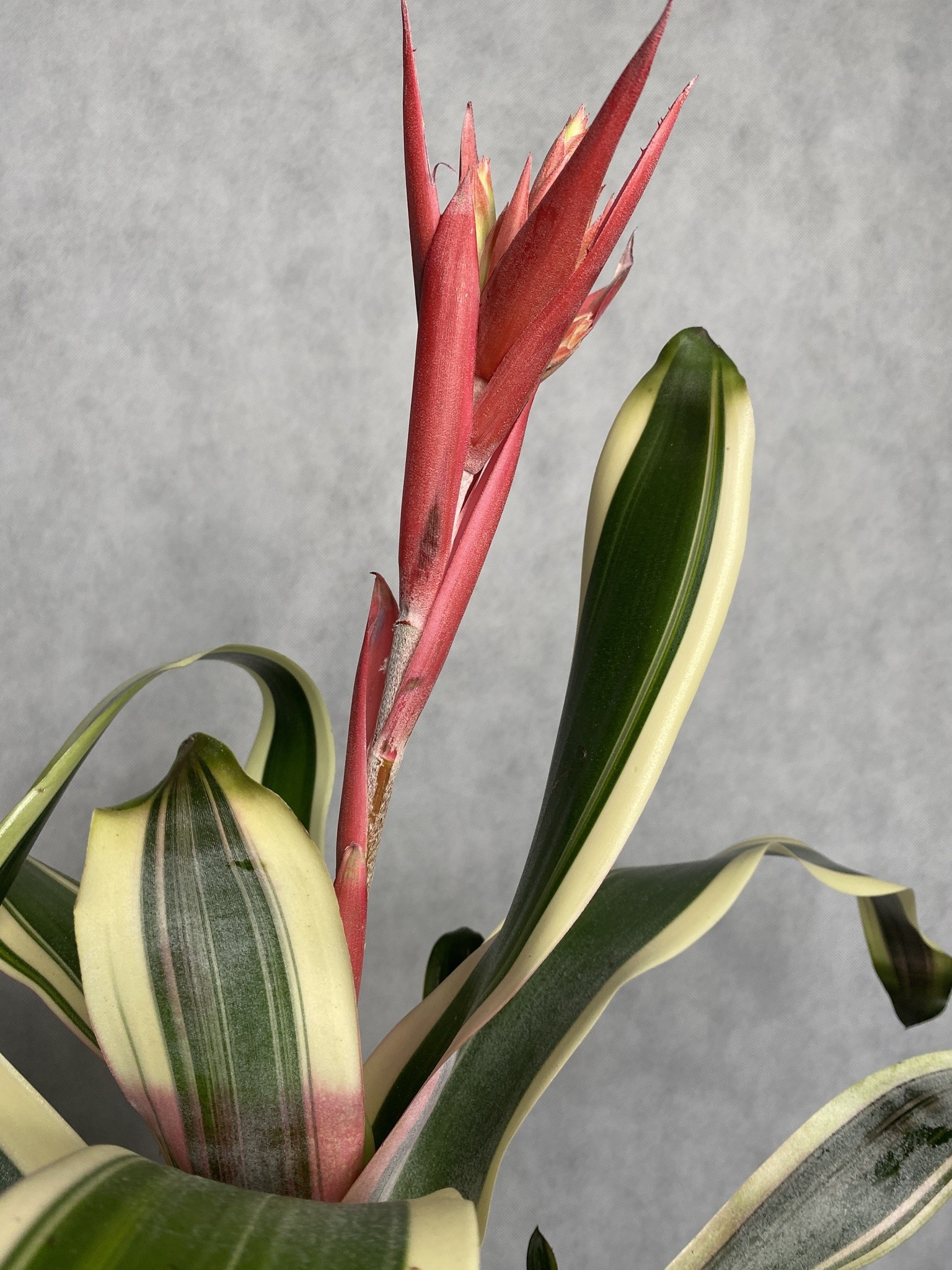 Ananas (aechmea) czerwony