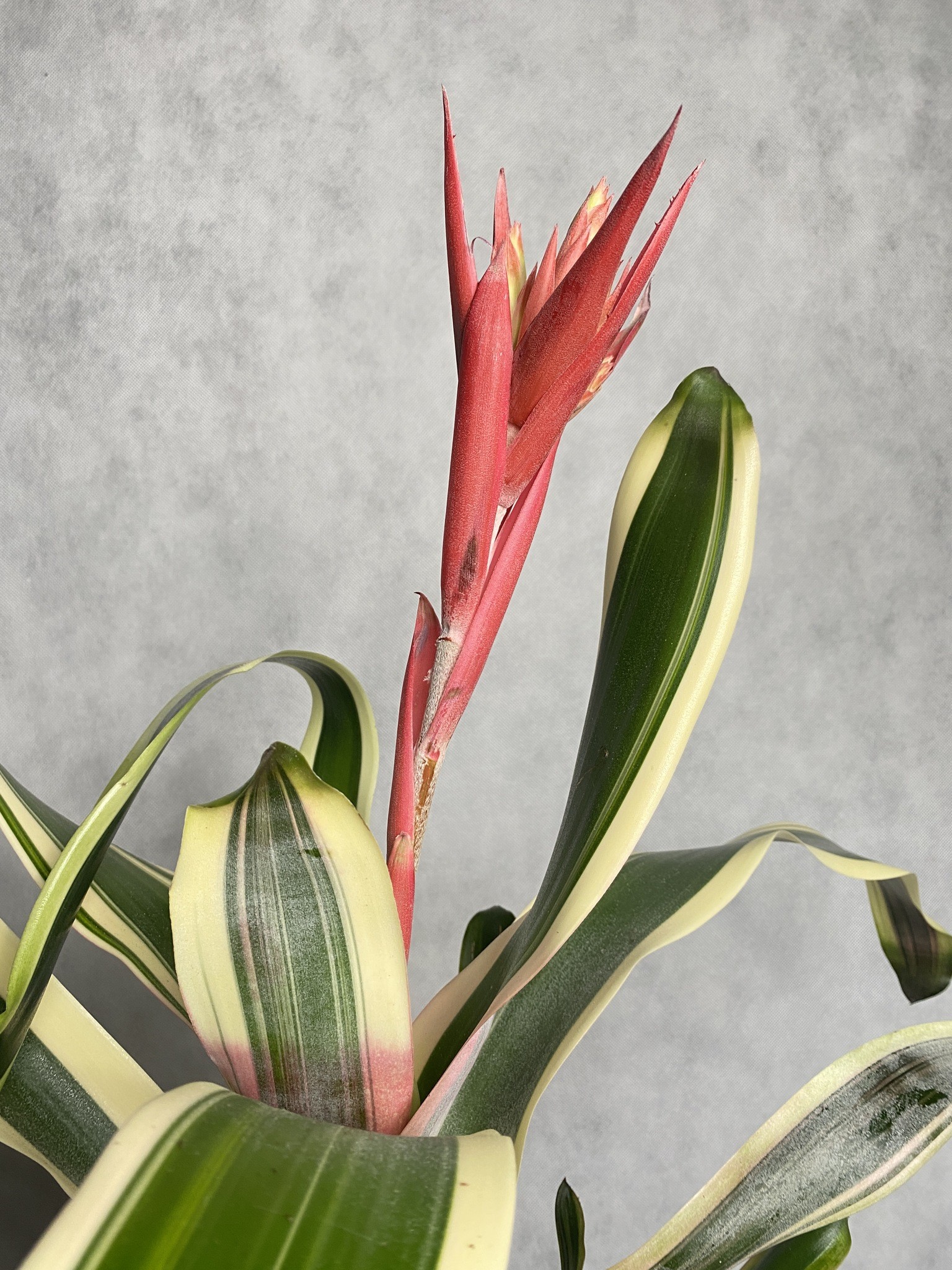 Ananas (aechmea) czerwony