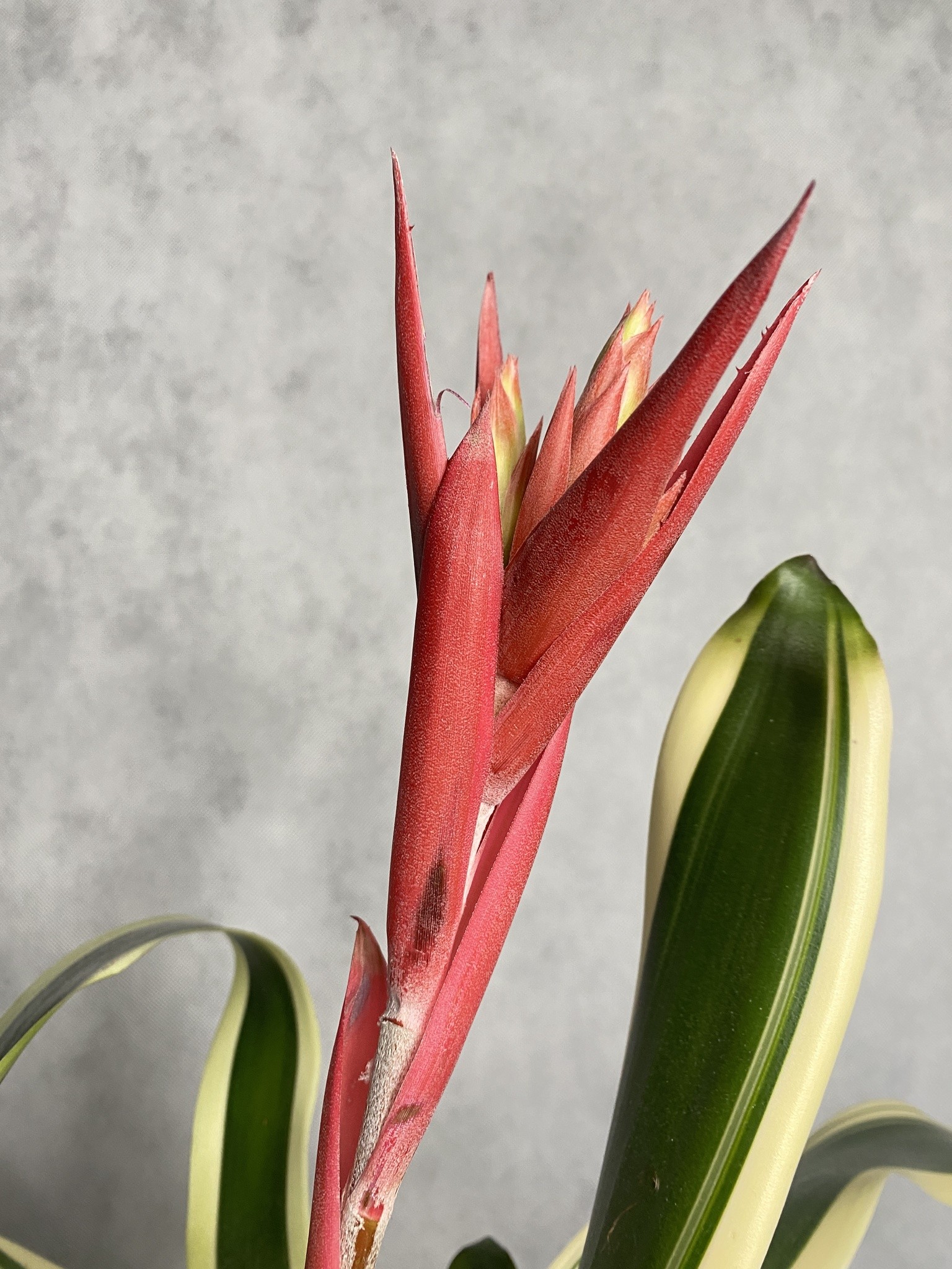 Ananas (aechmea) czerwony