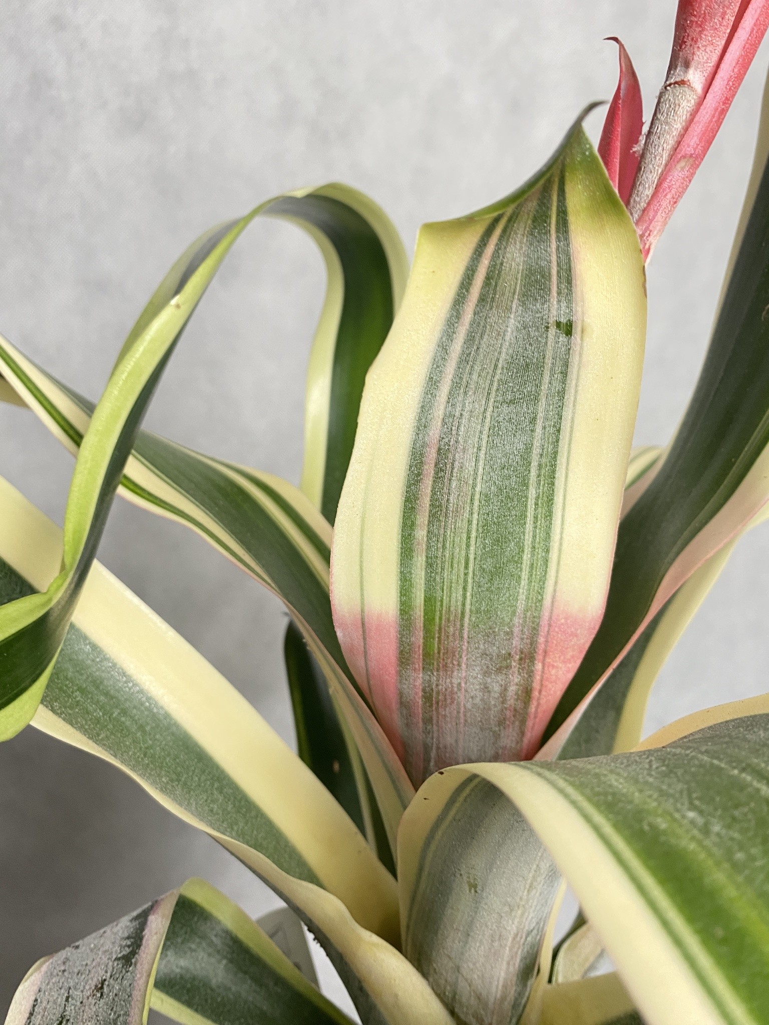 Ananas (aechmea) czerwony