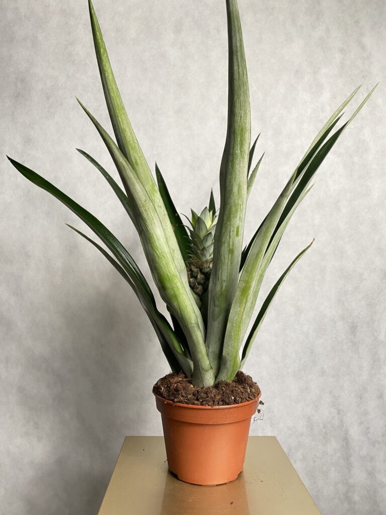 Ananas (aechmea) zielono-kremowy