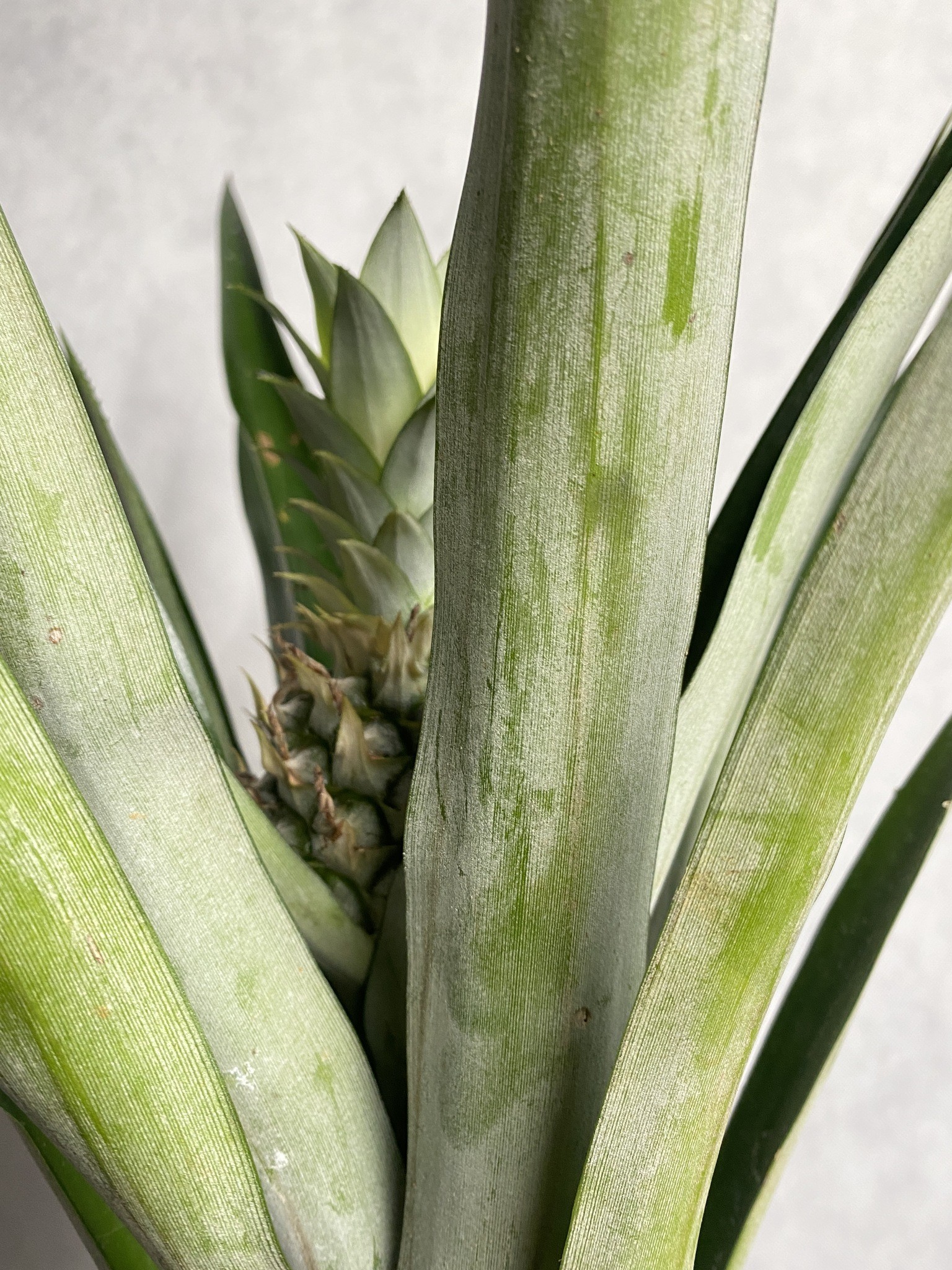 Ananas (aechmea) zielono-kremowy