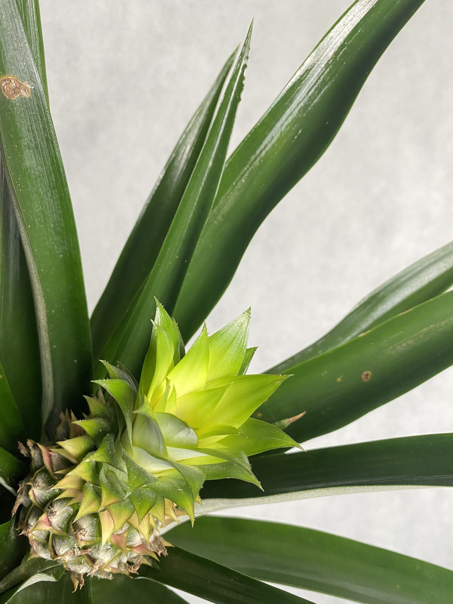 Ananas (aechmea) zielono-kremowy