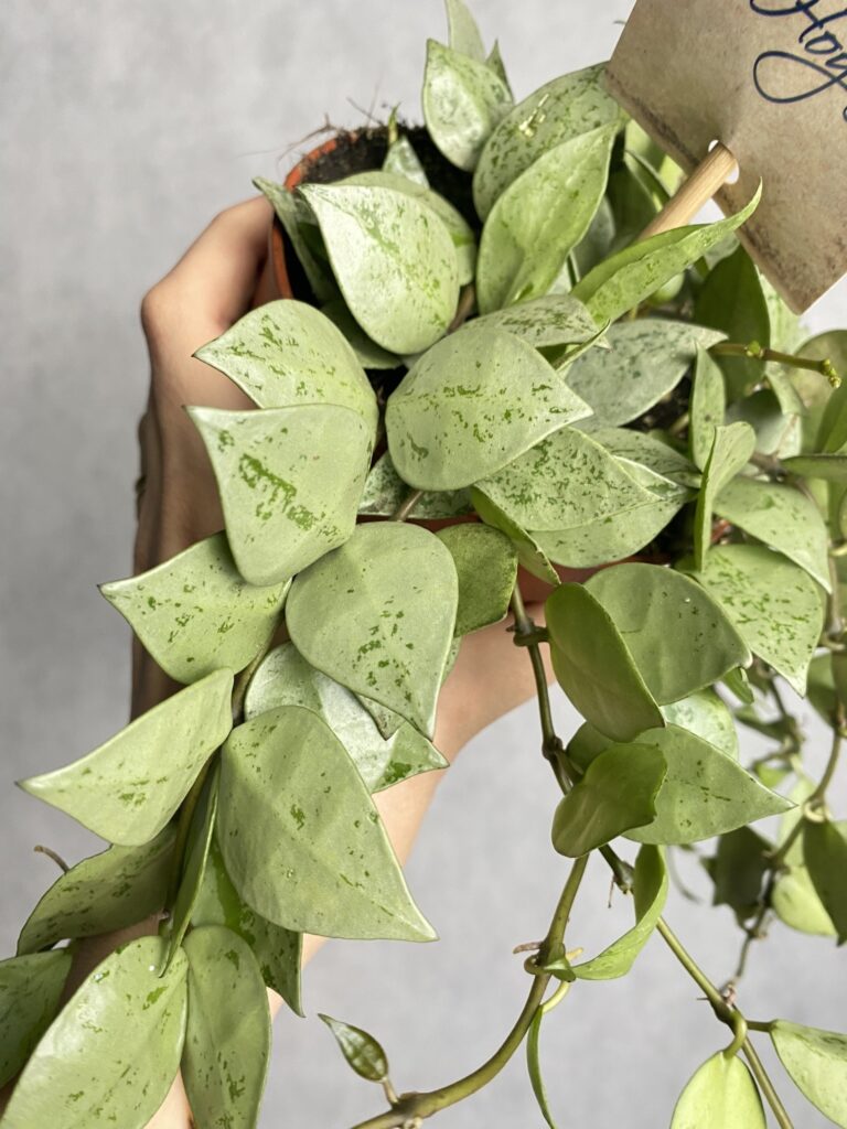 Hoya Krohniana Splash (Eskimo)