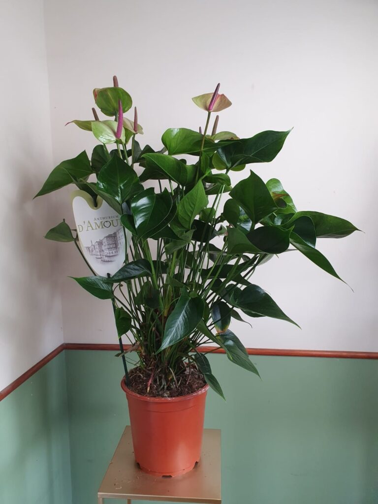 Anthurium Jaguar Green