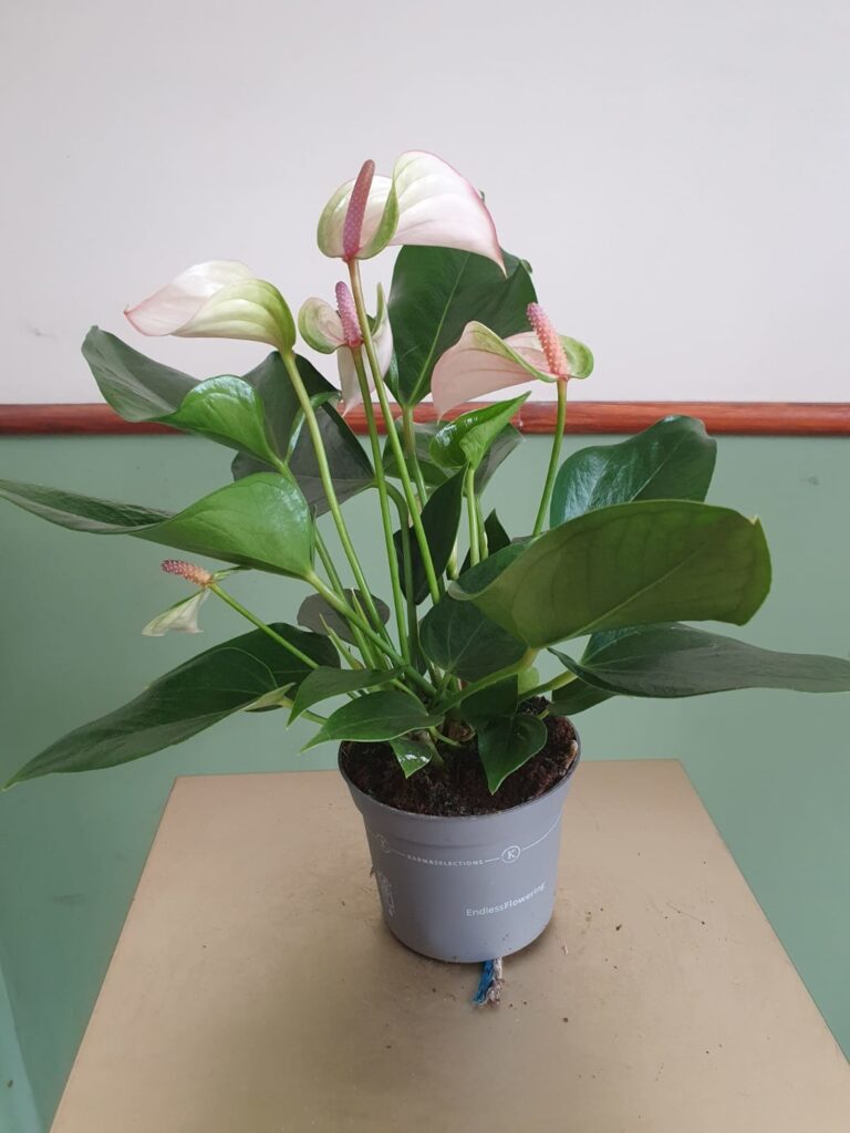 Anthurium Joli Pulse