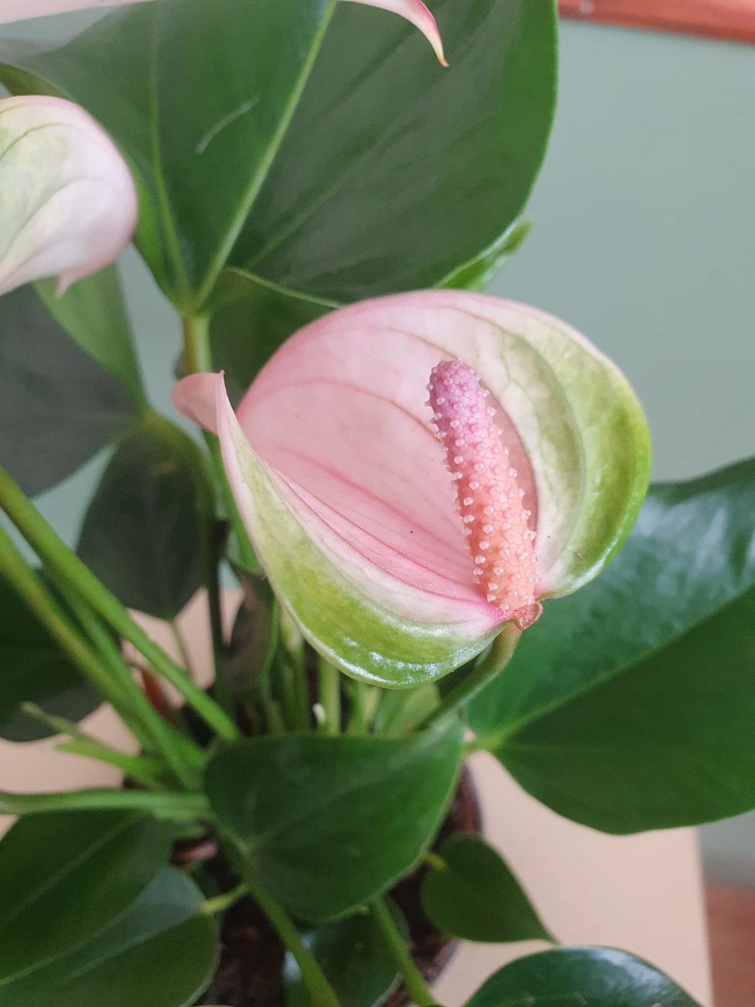 Anthurium Joli Pulse