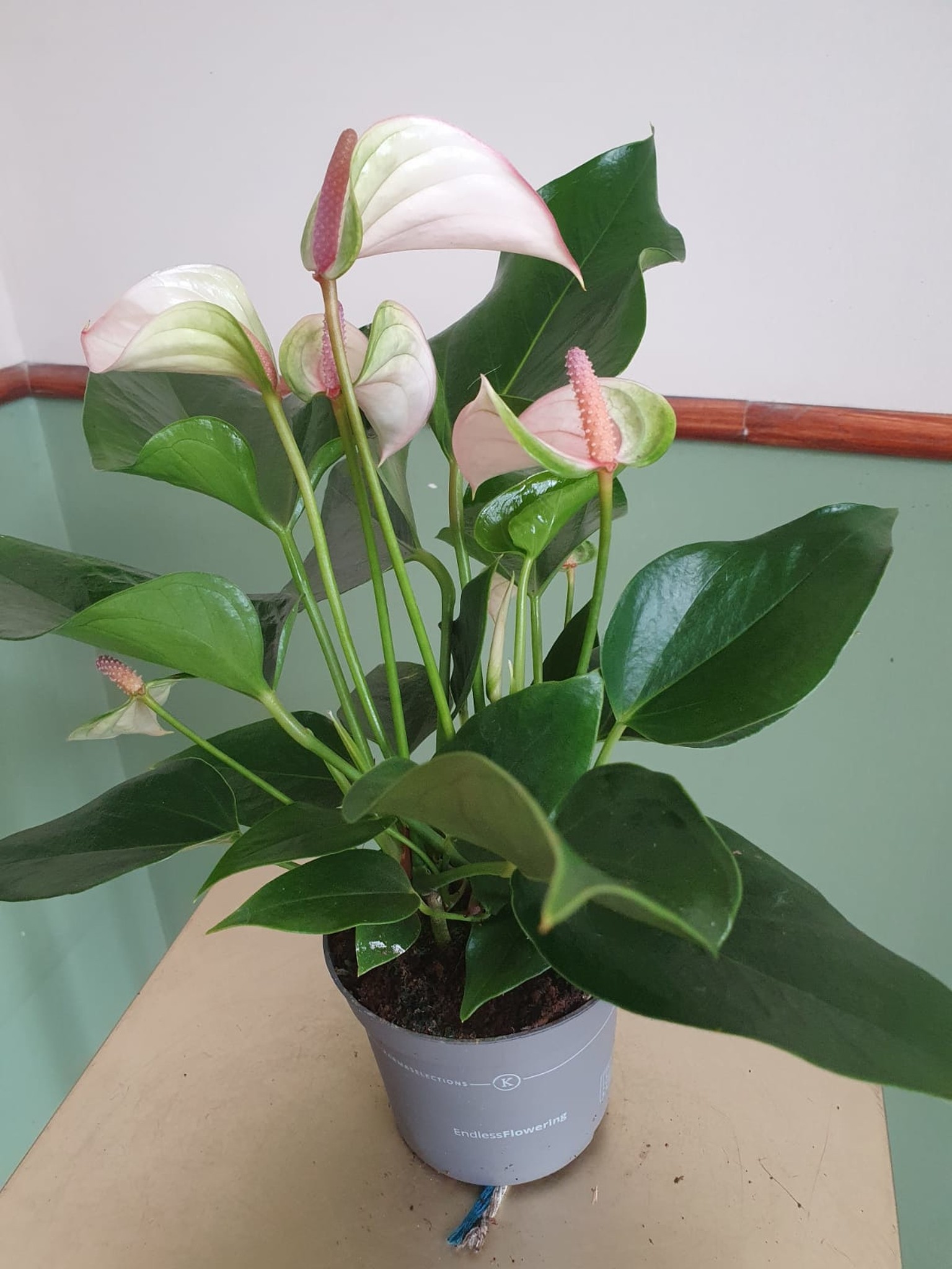 Anthurium Joli Pulse