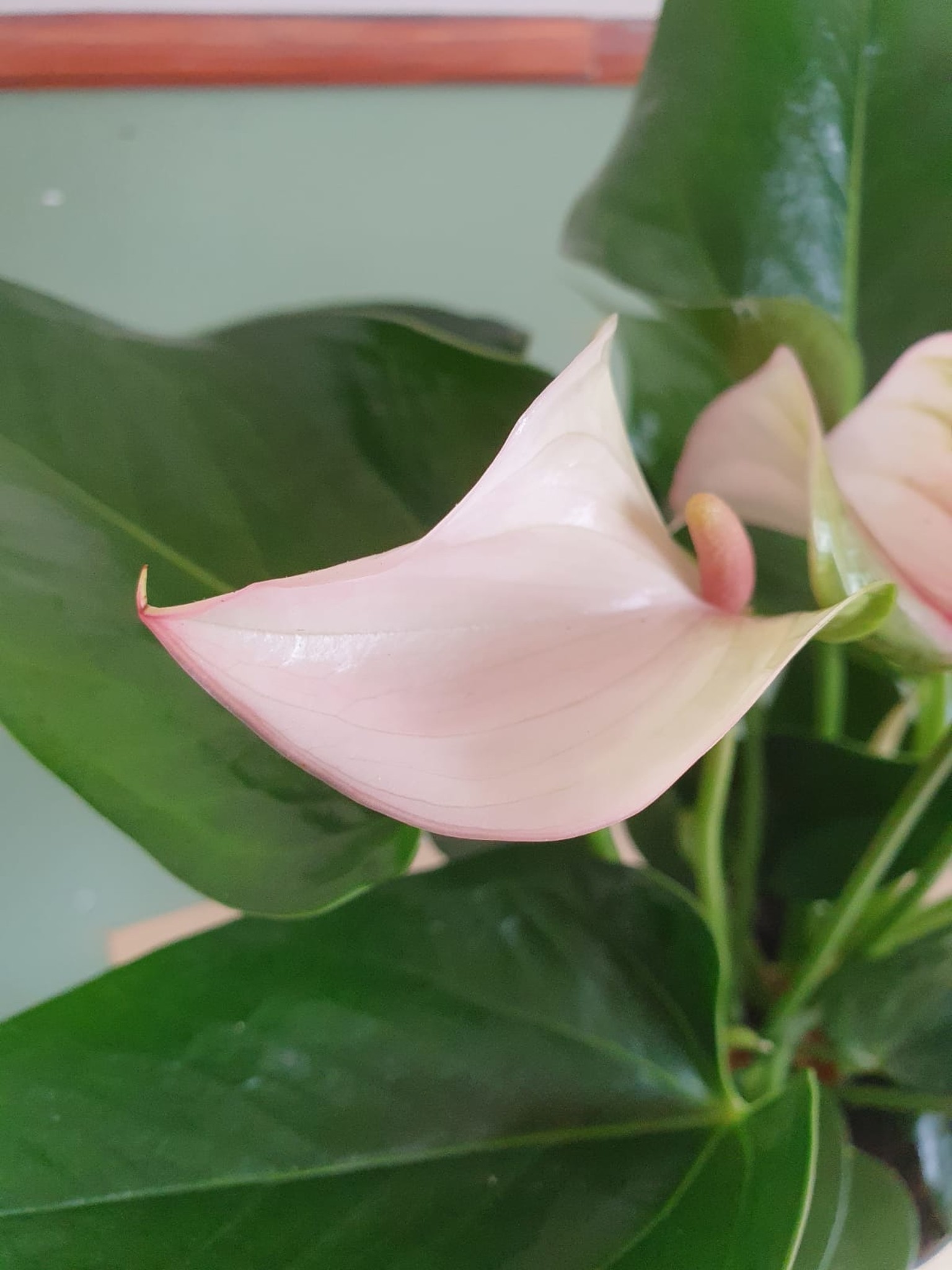 Anthurium Joli Pulse