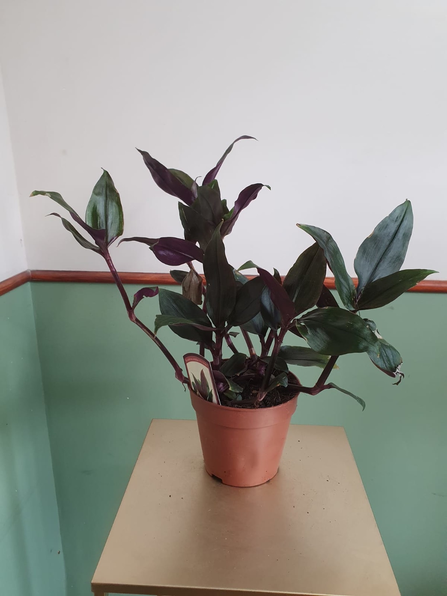 Tradescantia spathacea Roxxo (trzykrotka)