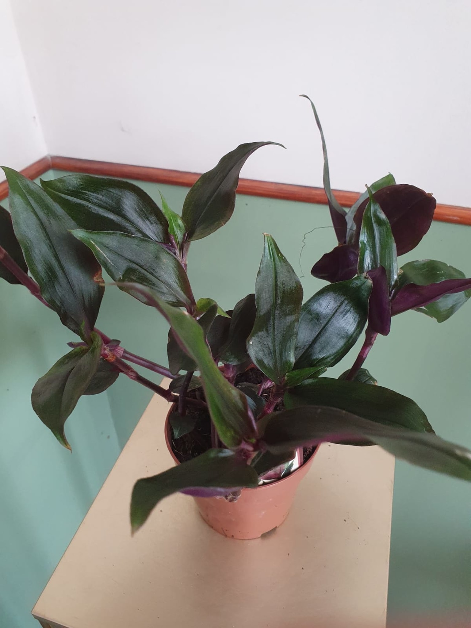 Tradescantia spathacea Roxxo (trzykrotka)