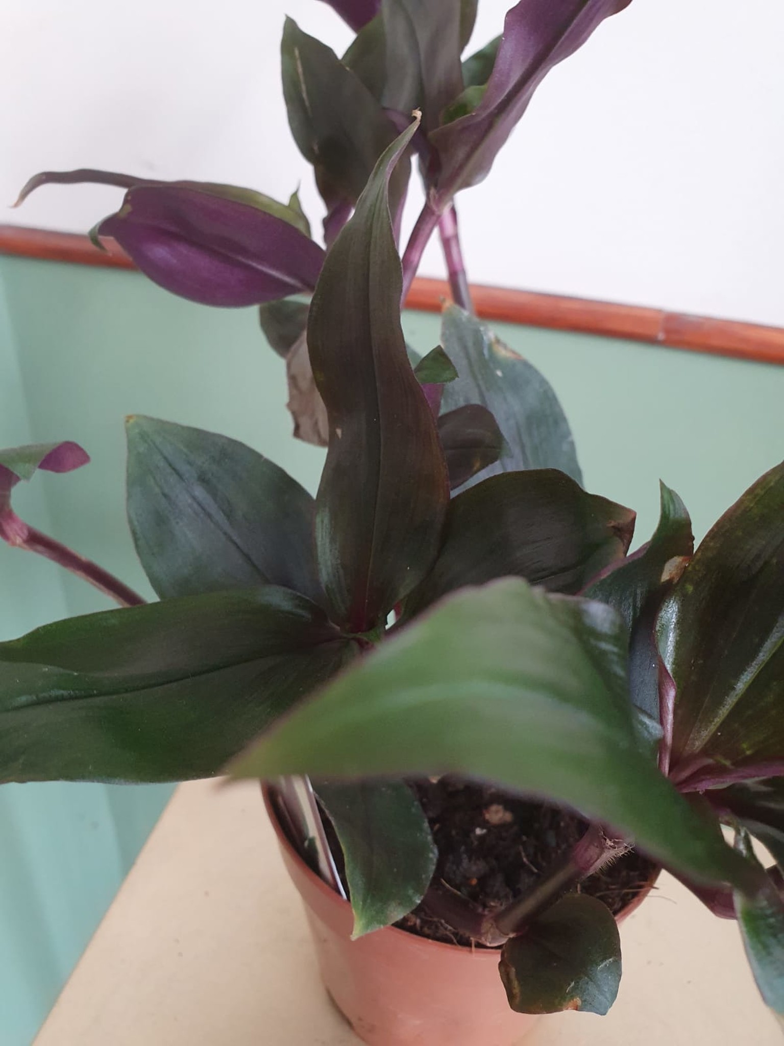 Tradescantia spathacea Roxxo (trzykrotka)